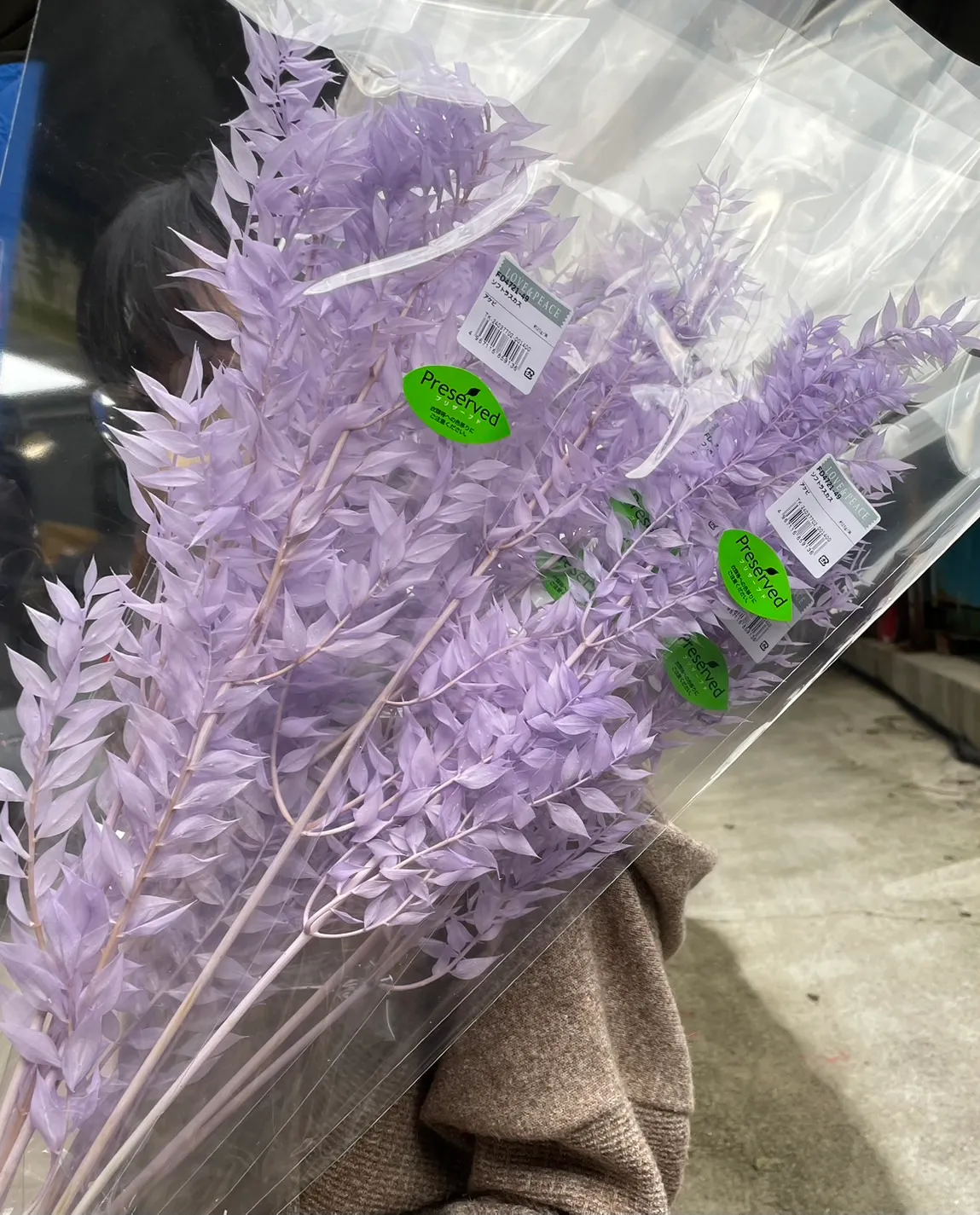 日本永生小樺木 小葉假葉樹 富貴葉
