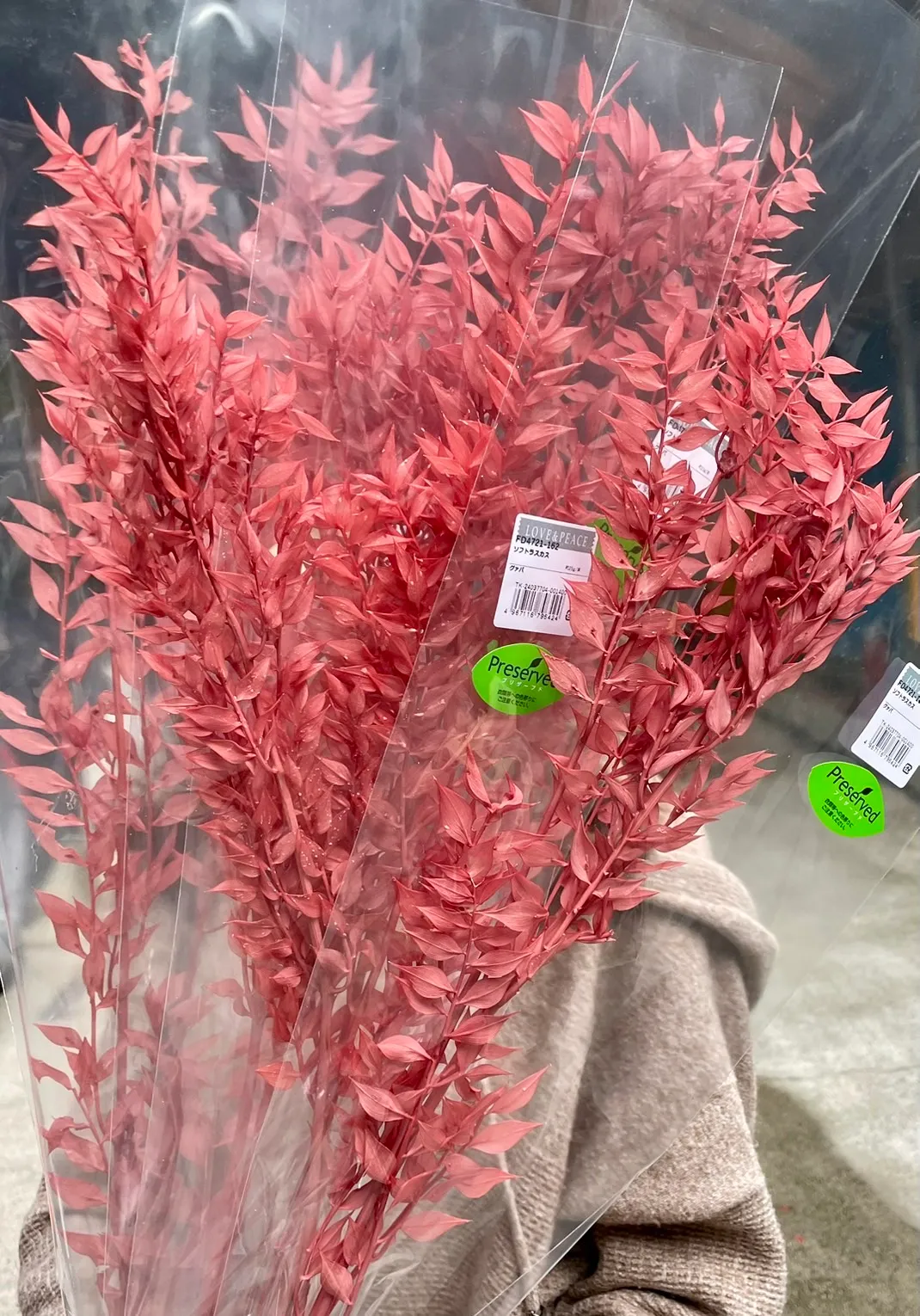 日本永生小樺木 小葉假葉樹 富貴葉 玫瑰粉
