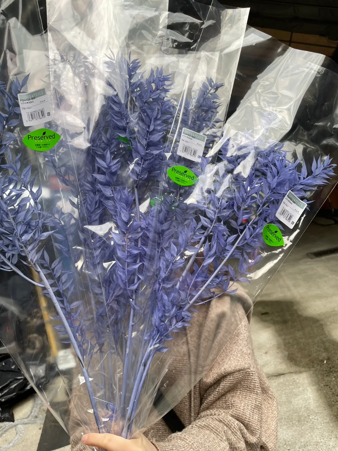日本永生小樺木 小葉假葉樹 富貴葉 靛藍