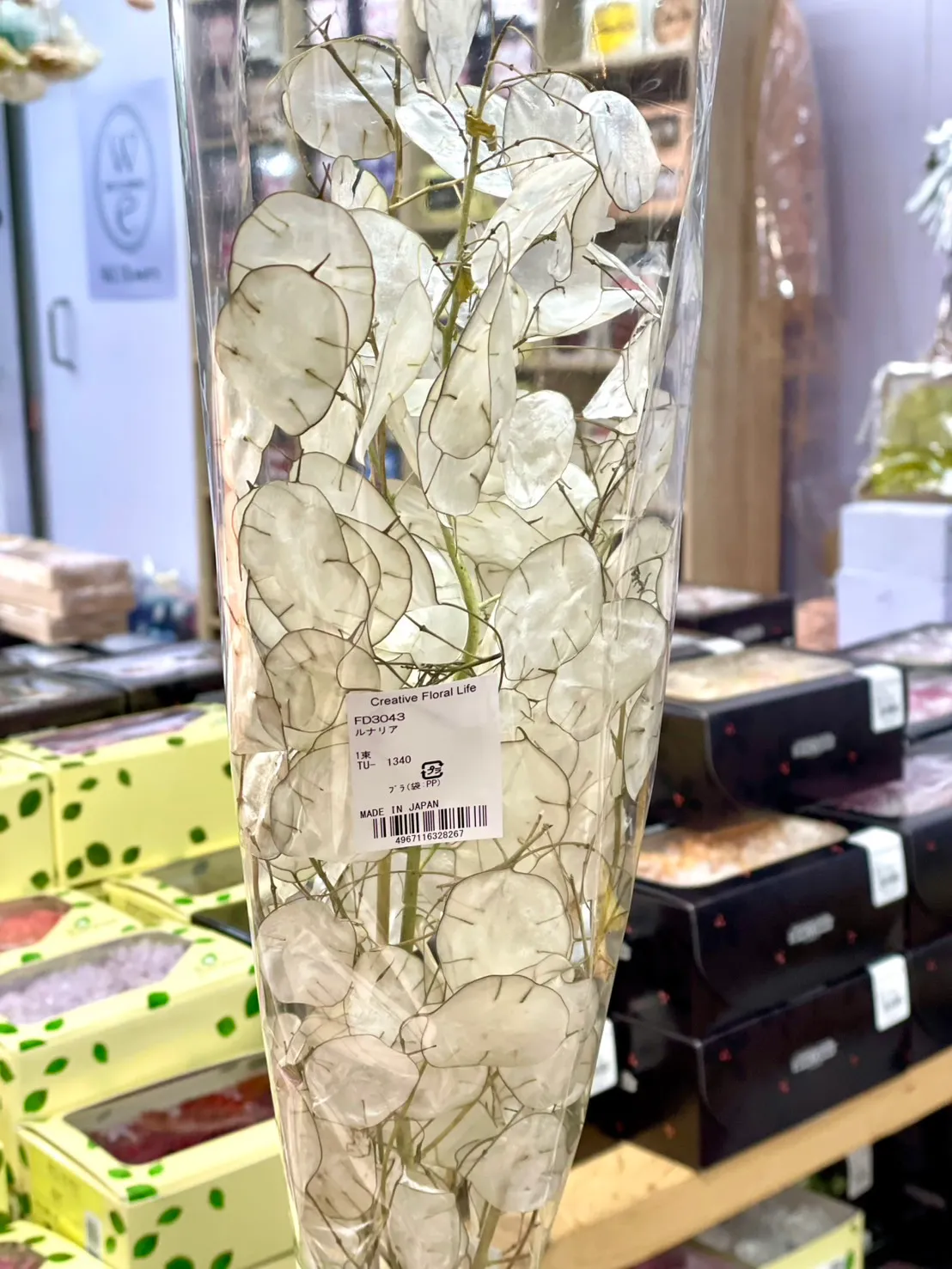 日本 乾燥銀幣葉