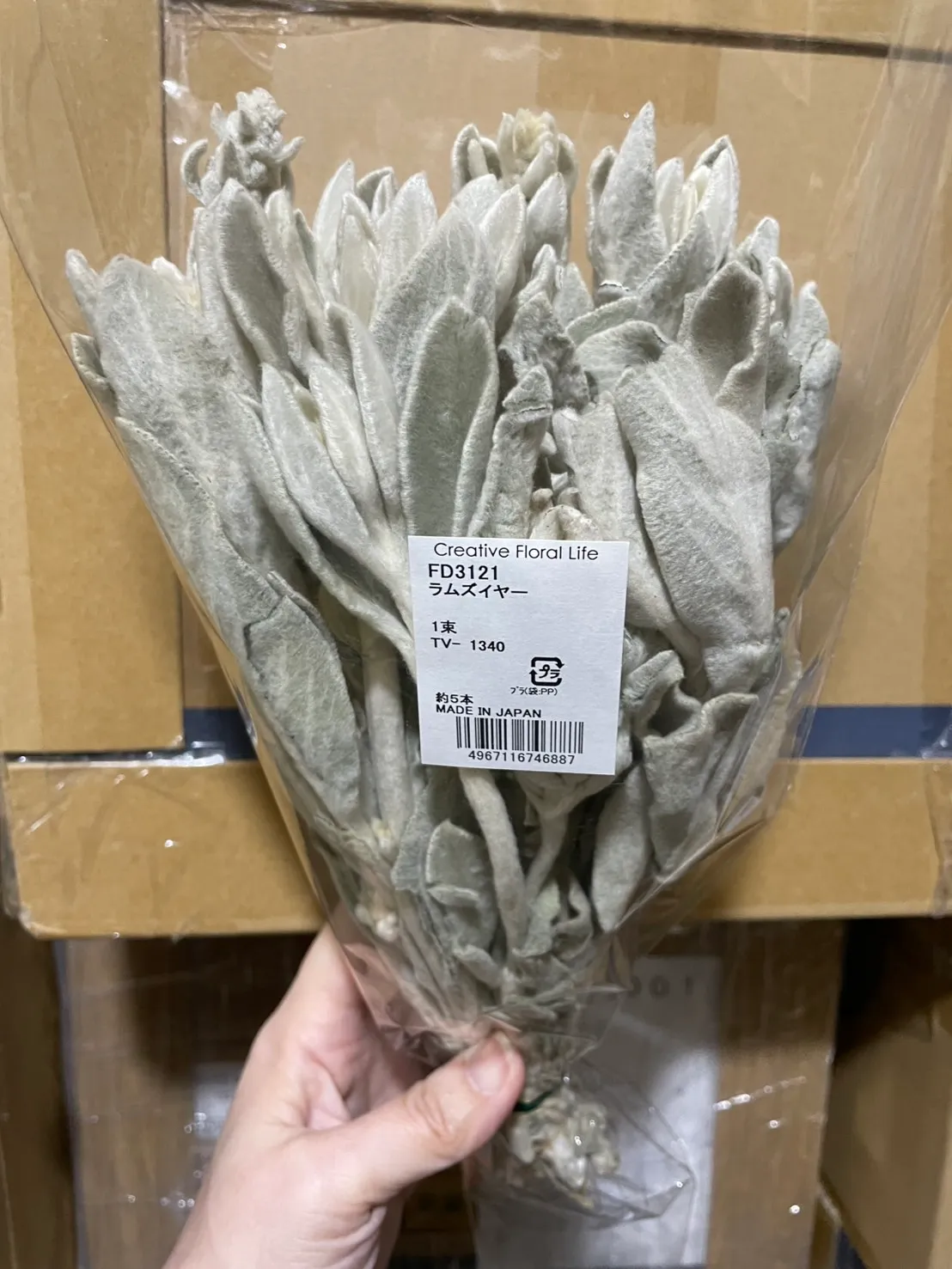 日本 乾燥棉毛水蘇 羊耳草
