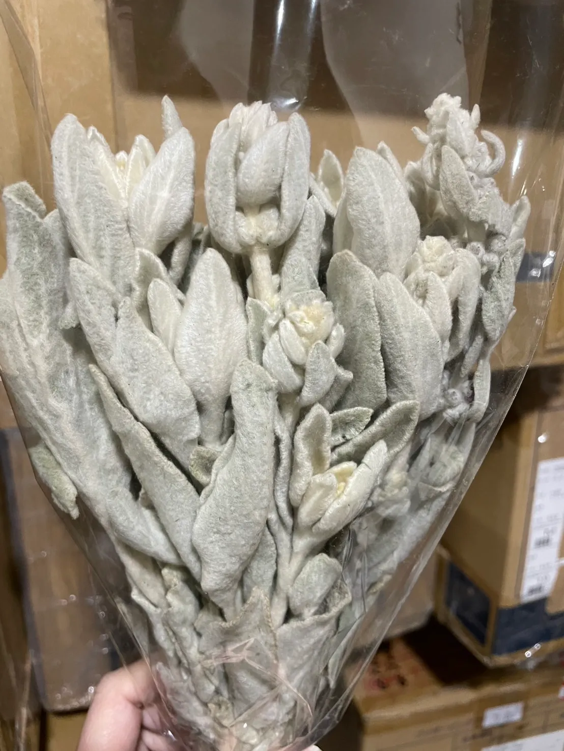 日本 乾燥棉毛水蘇 羊耳草