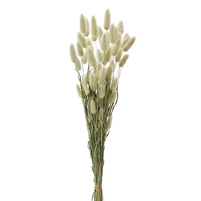 日本 乾燥兔尾草 原色