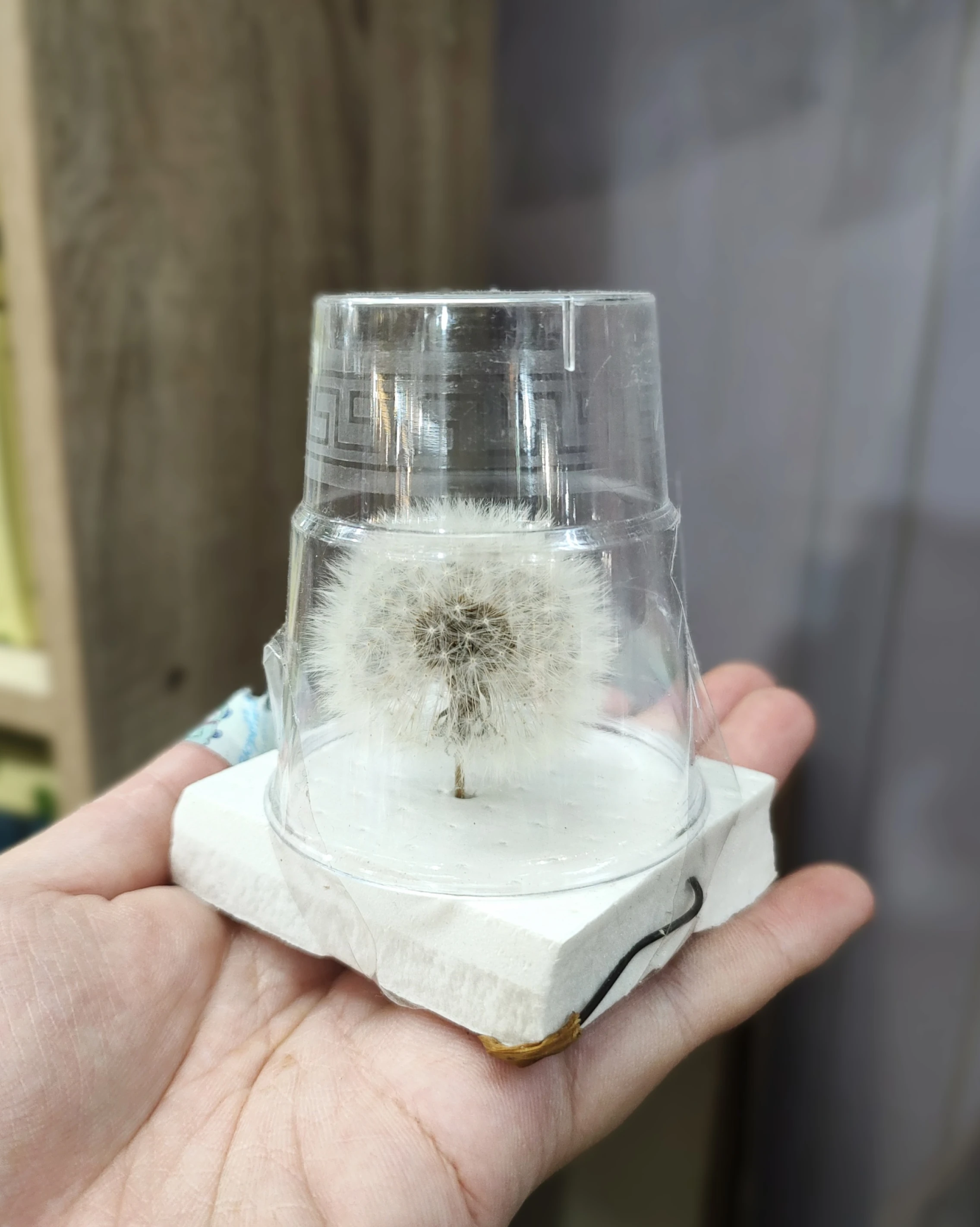 永生蒲公英