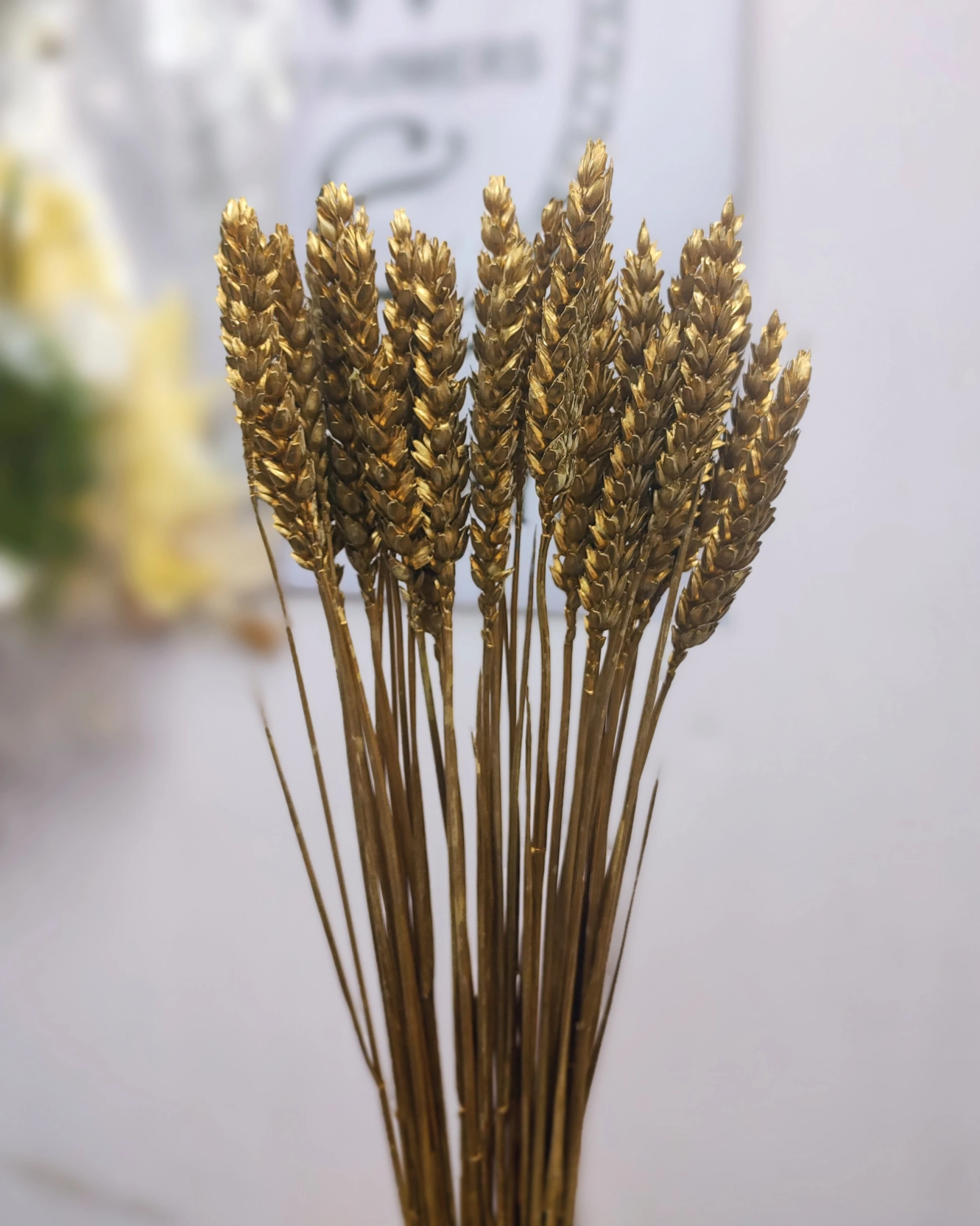 荷蘭乾燥小麥