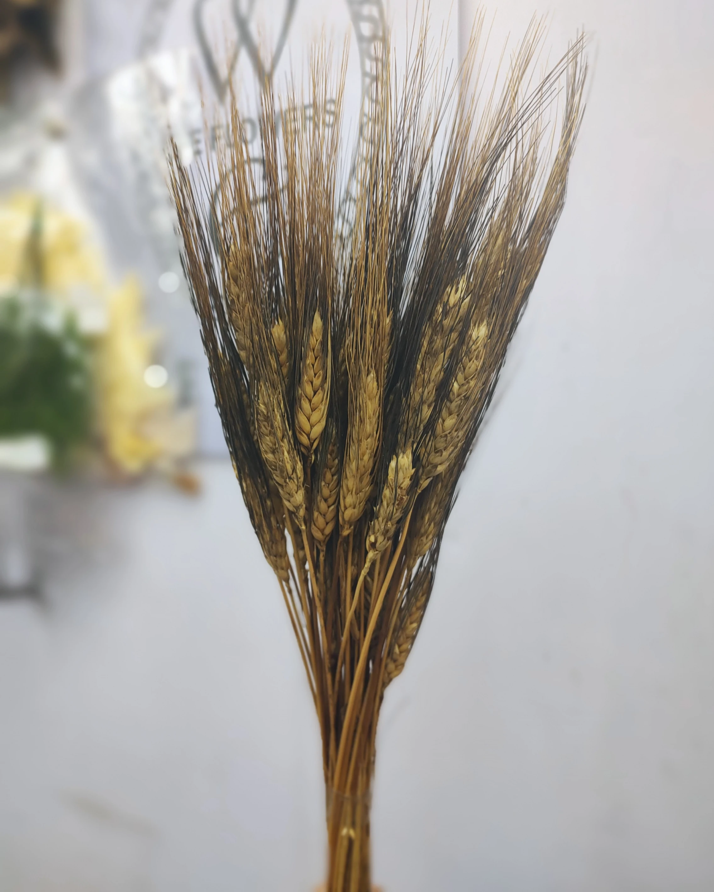 荷蘭乾燥黑麥