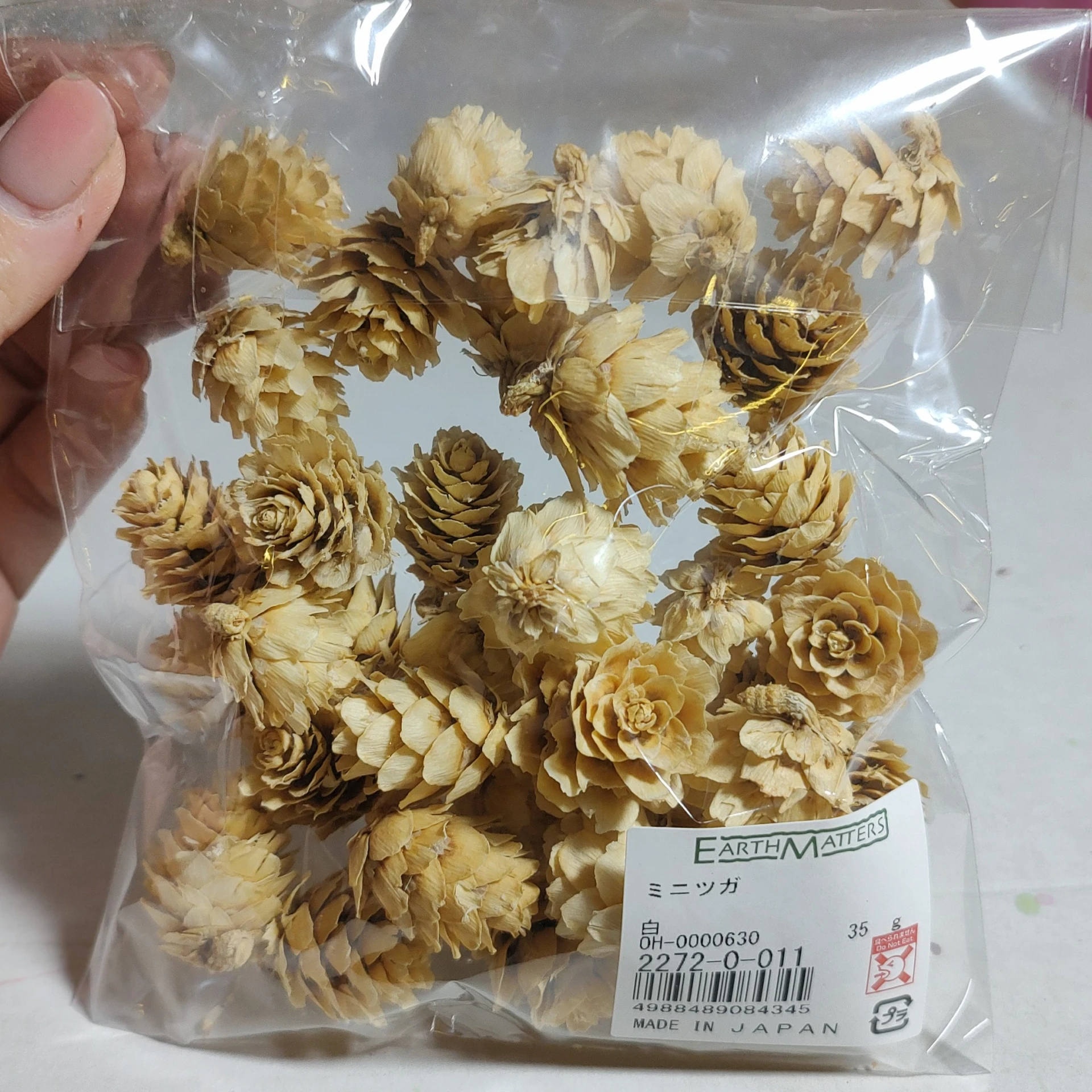 日本大地農園 迷你松果 白