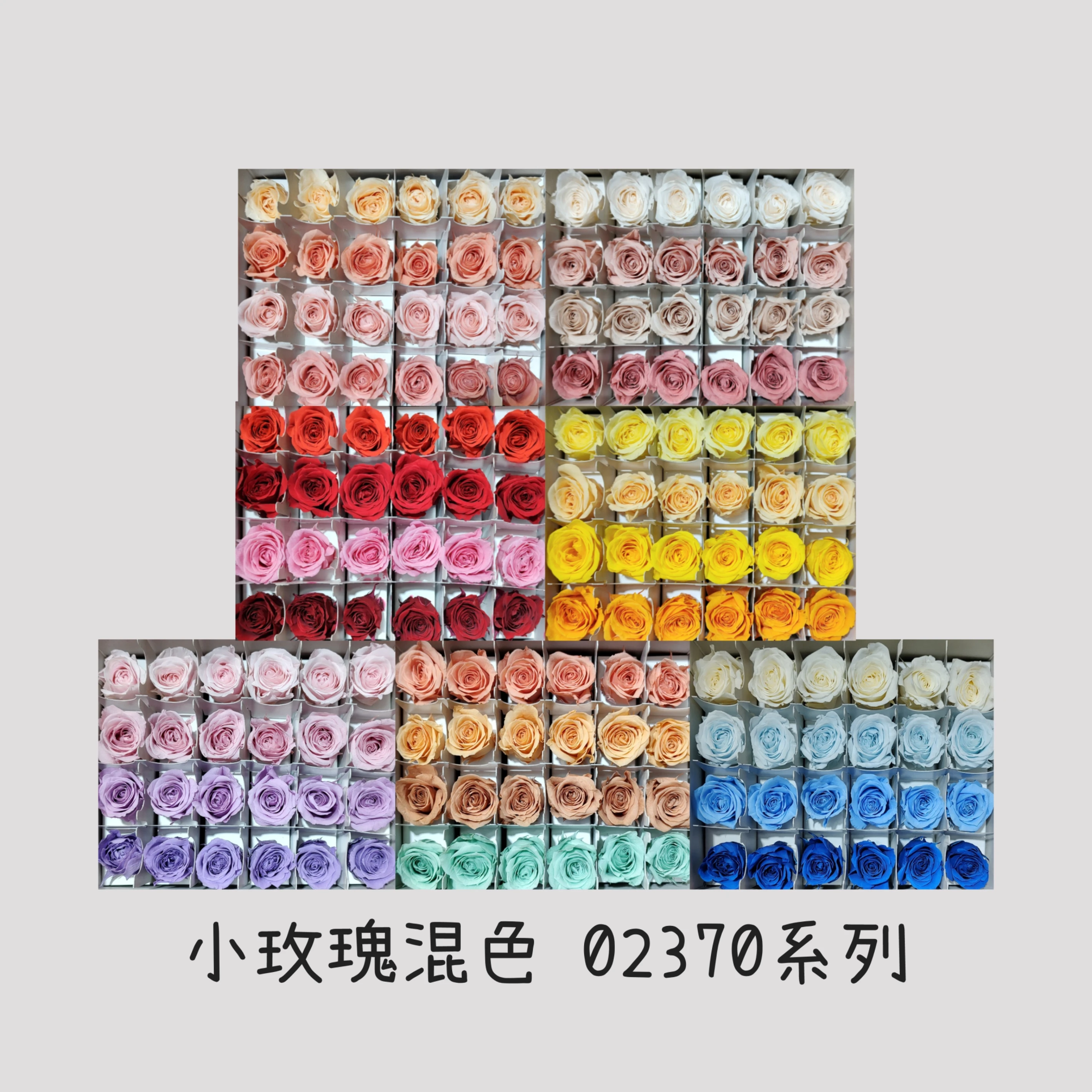 日本大地農園 小玫瑰混色 02370系列