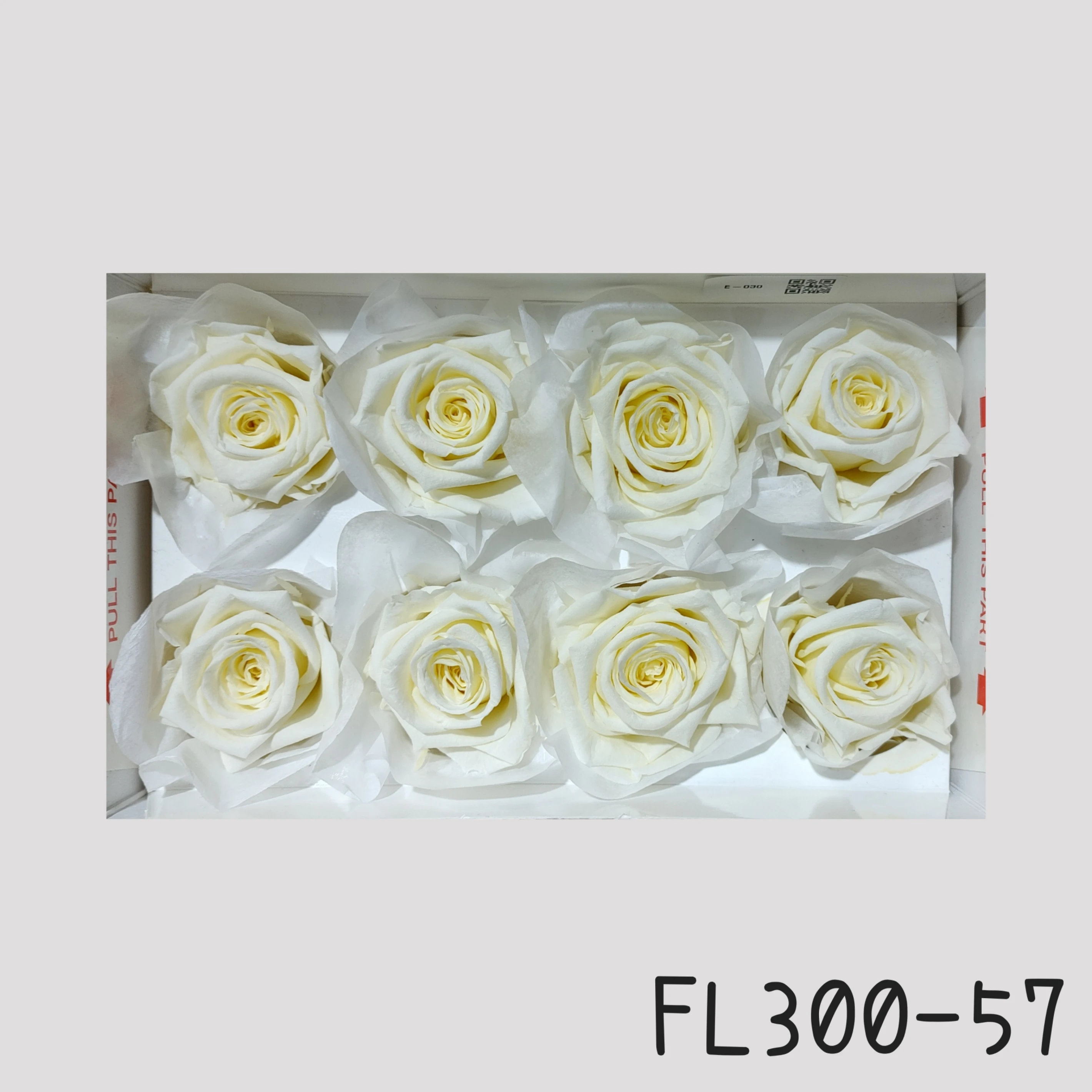 日本Florever 大玫瑰