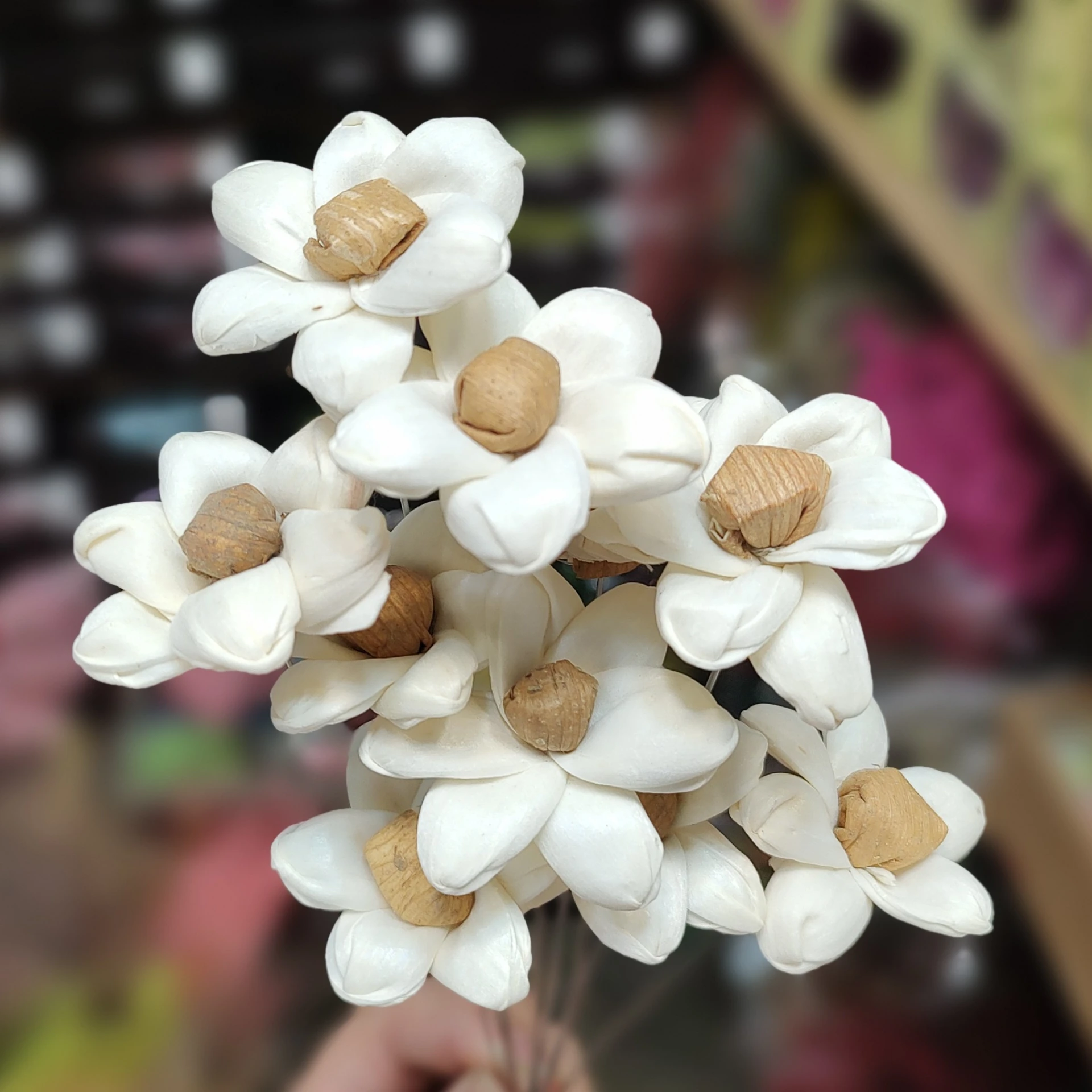 索拉小雛菊 4公分
