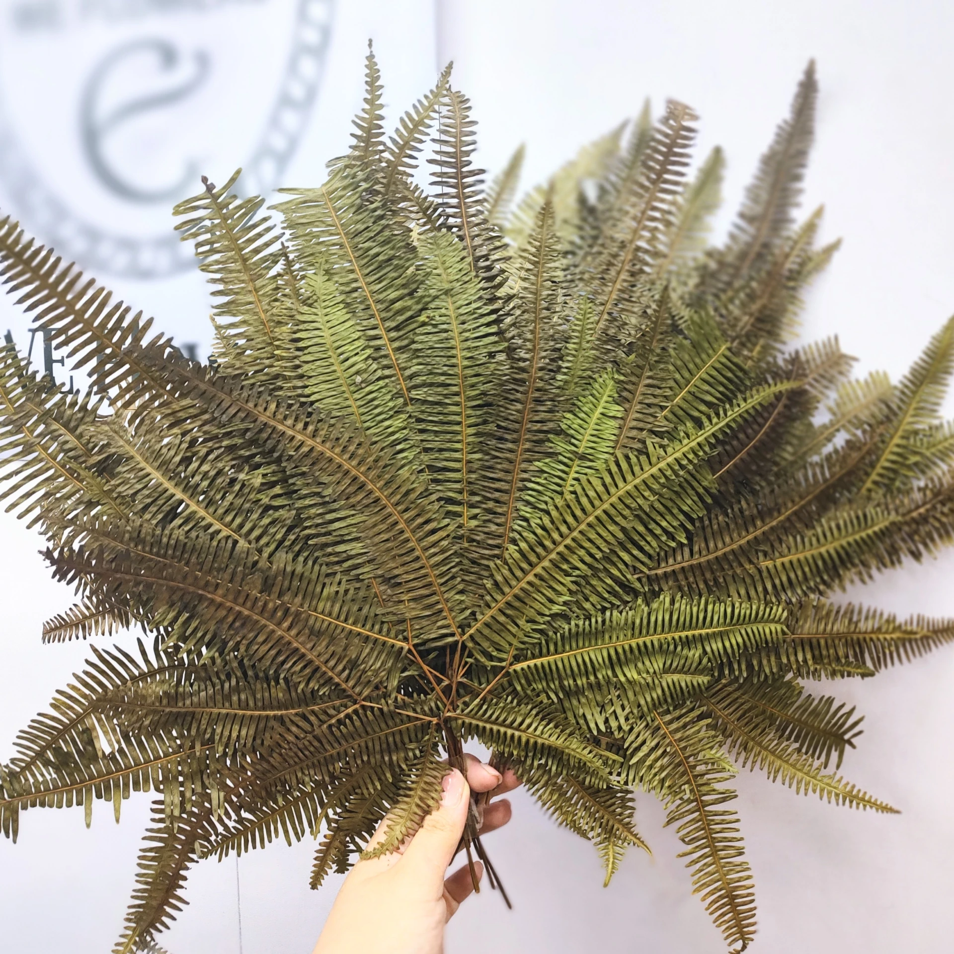 乾燥芒萁 片裝