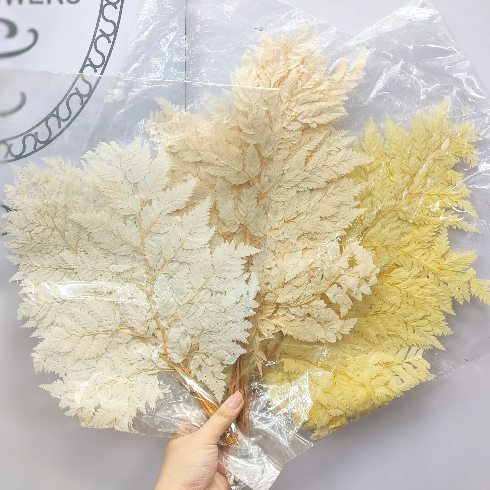 永生羊齒蕨葉