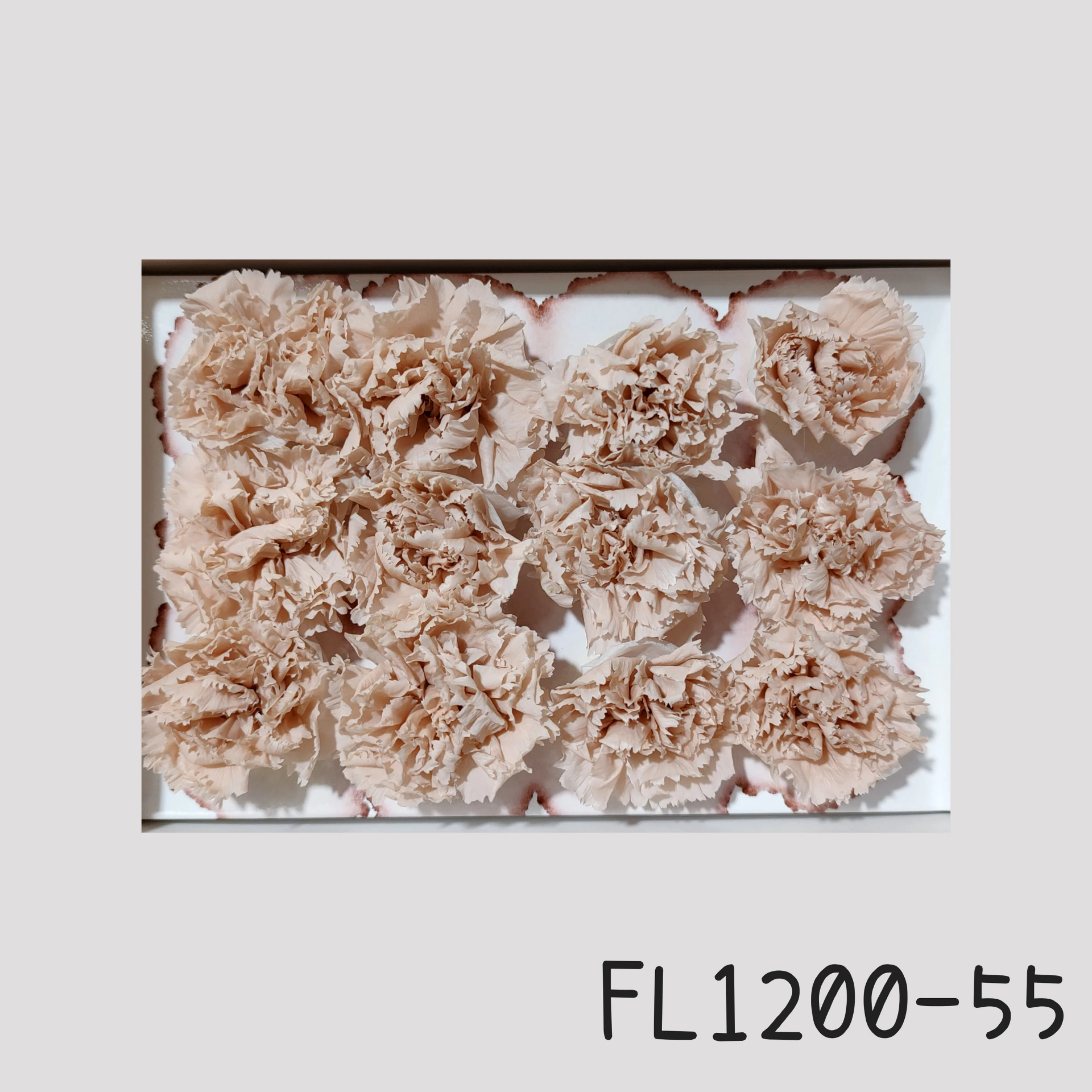日本Florever 小康乃馨