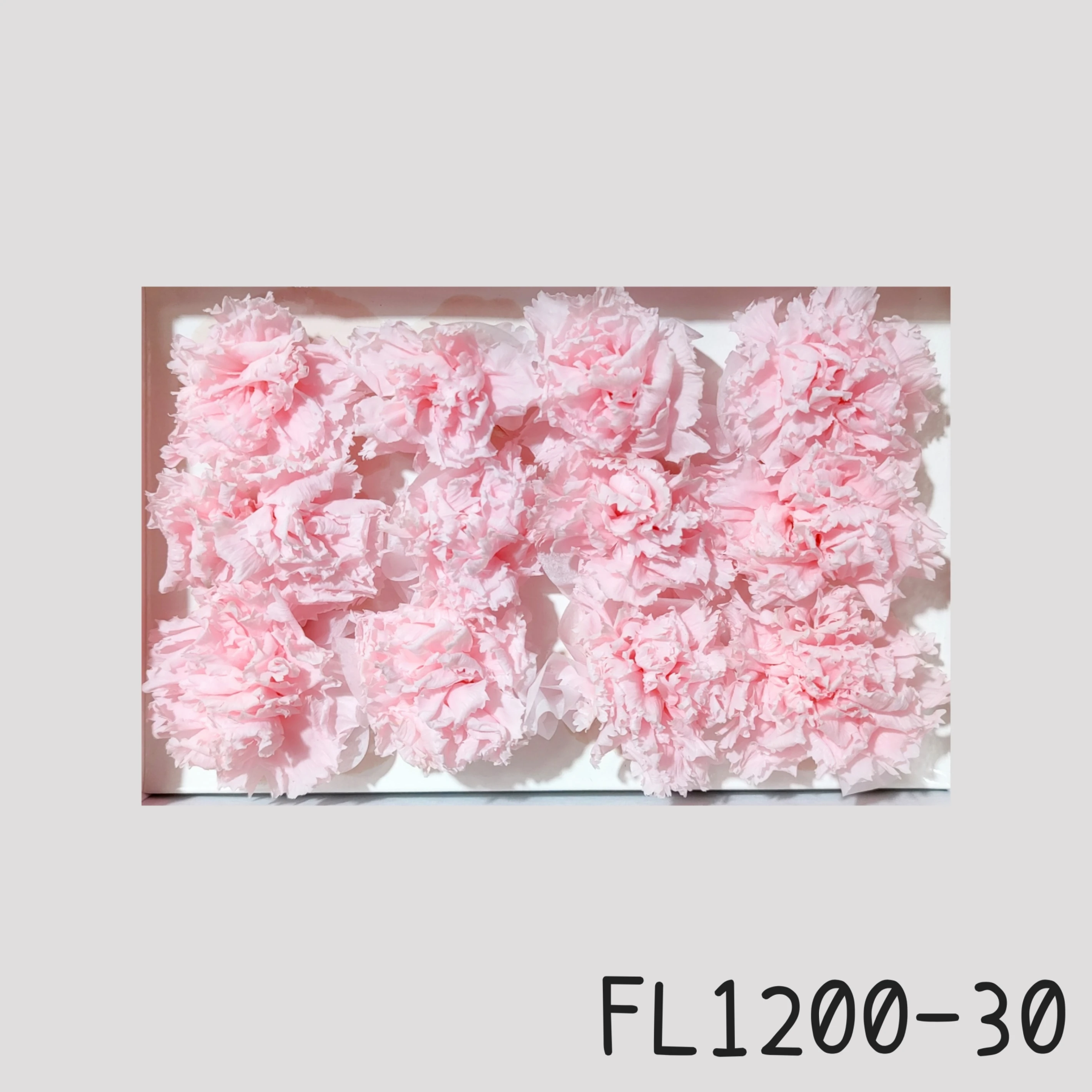 日本Florever 小康乃馨