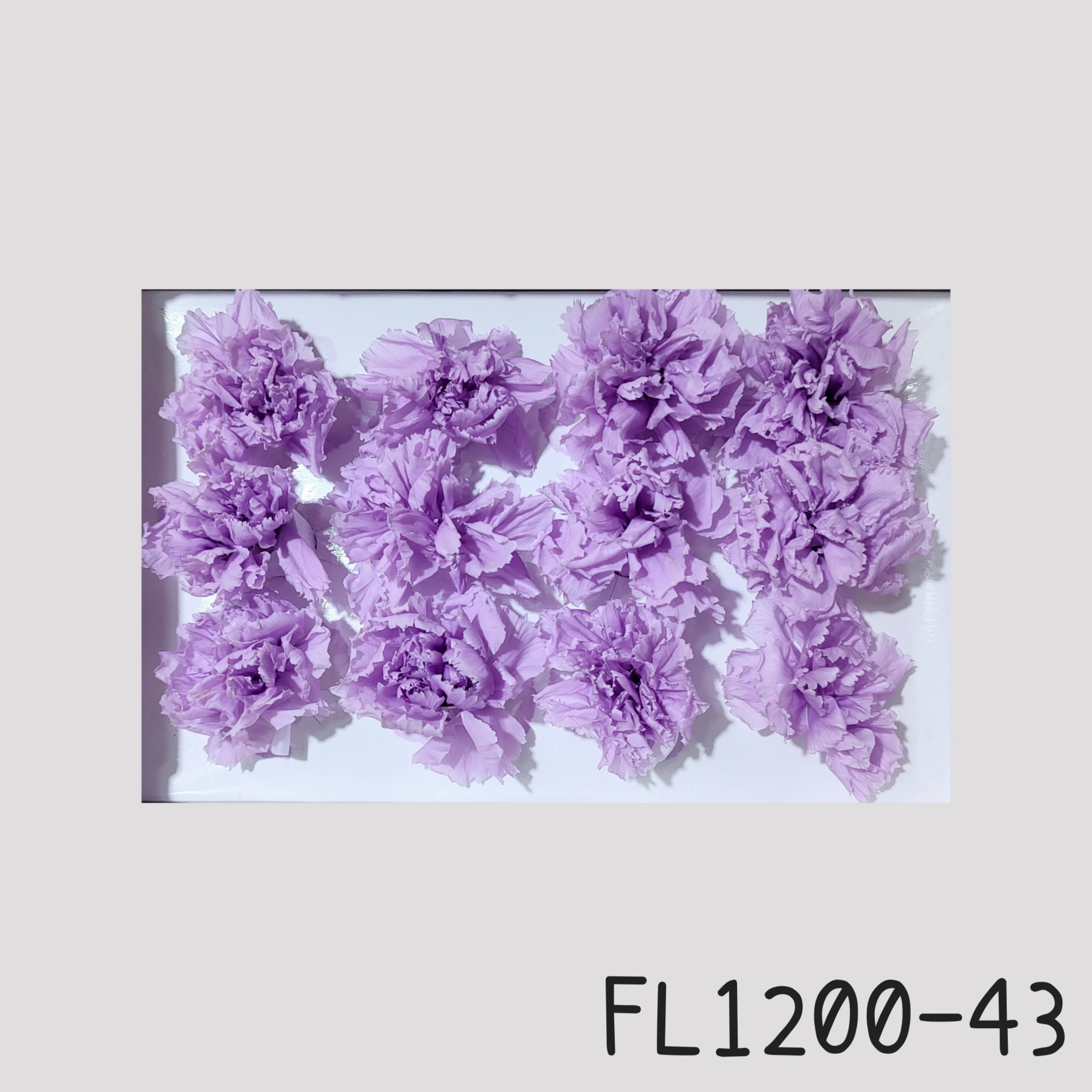 日本Florever 小康乃馨