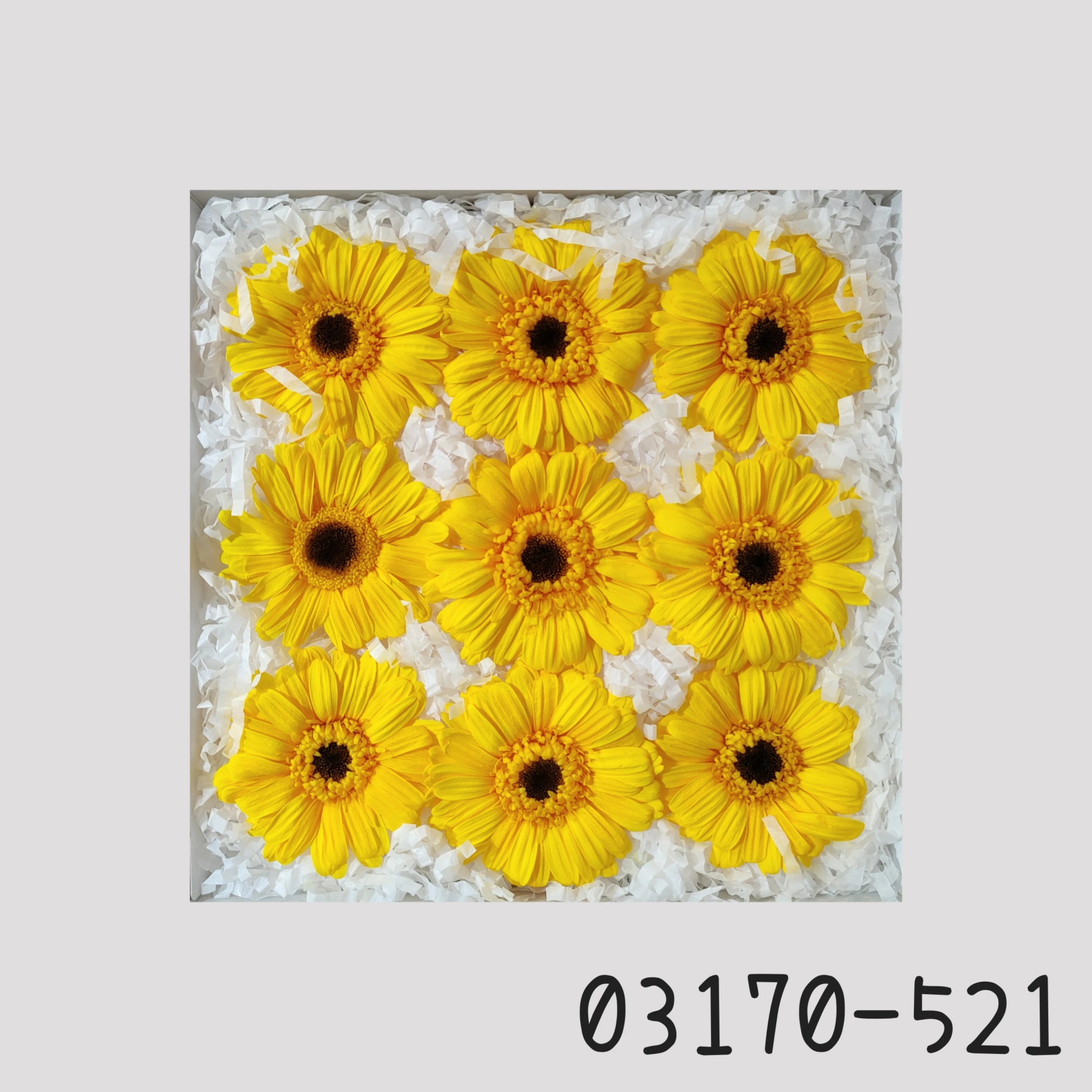 日本大地農園 非洲菊 太陽花