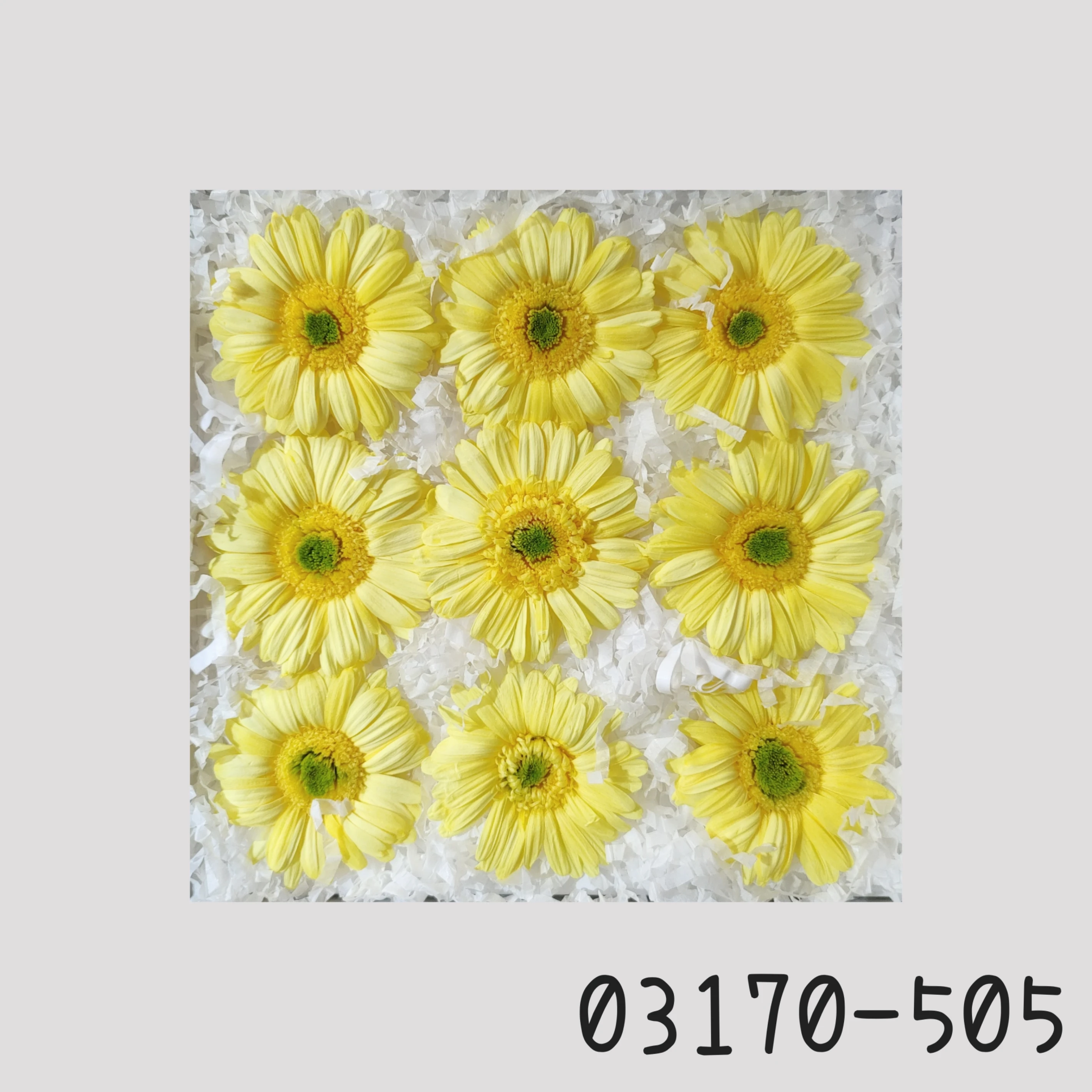 日本大地農園 非洲菊 太陽花