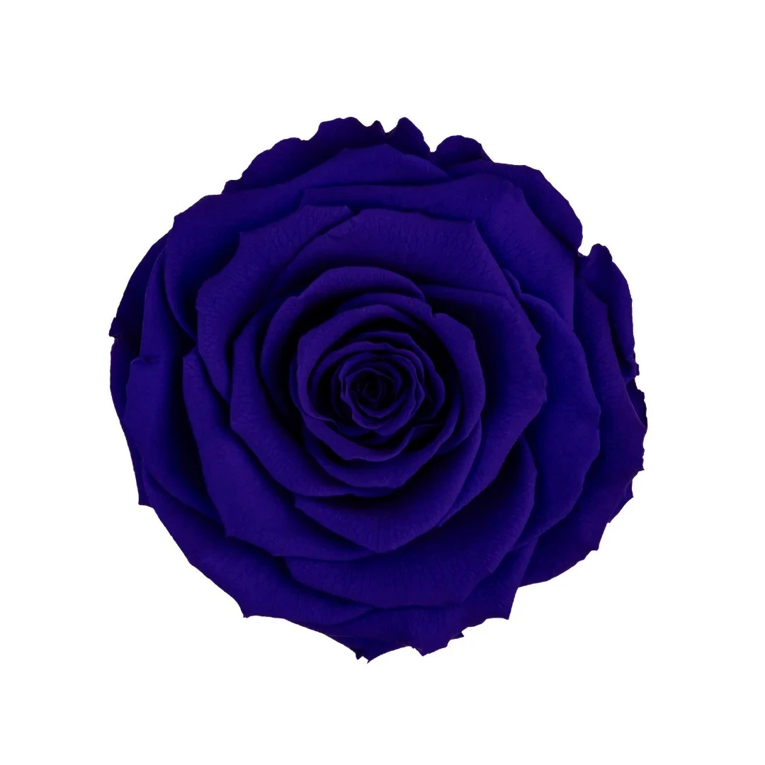 厄瓜多 RoseAmor XL 特大玫瑰