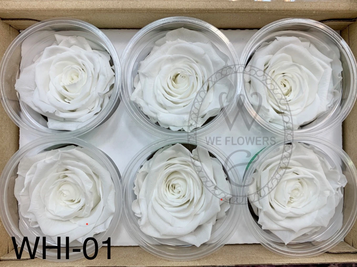 厄瓜多 RoseAmor XL 特大玫瑰