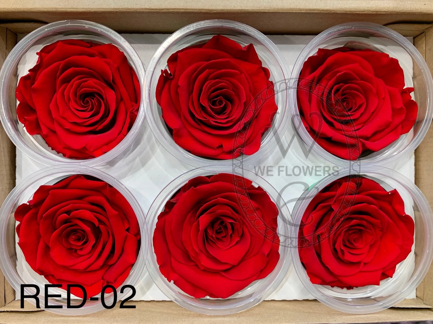 厄瓜多 RoseAmor XL 特大玫瑰