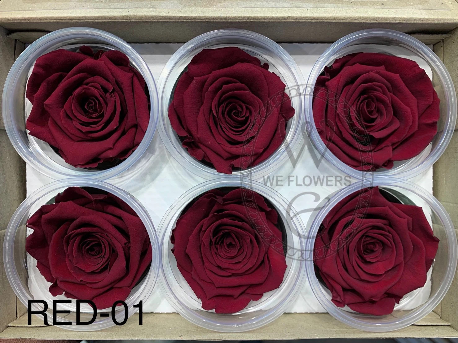 厄瓜多 RoseAmor XL 特大玫瑰