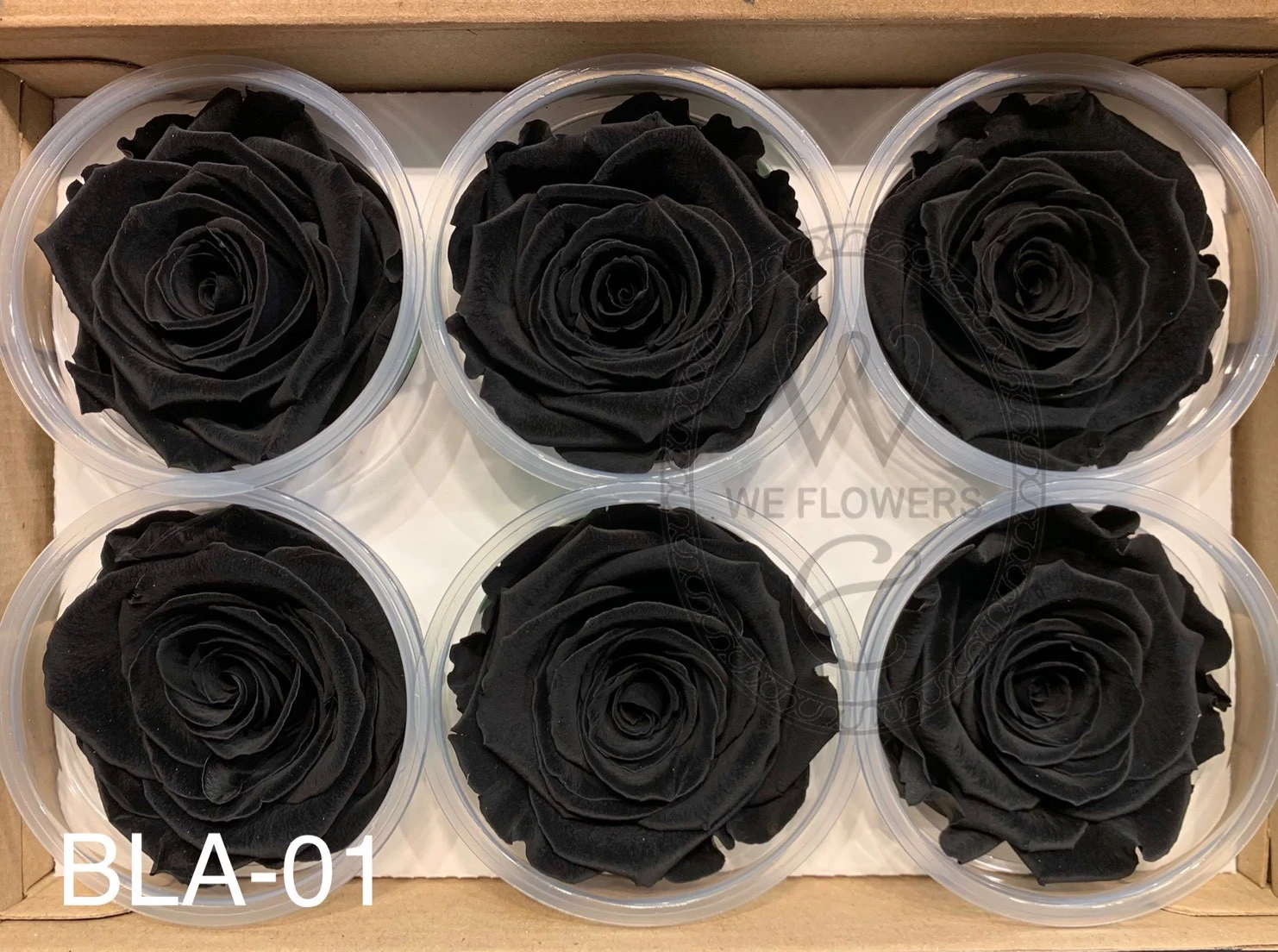 厄瓜多 RoseAmor XL 特大玫瑰