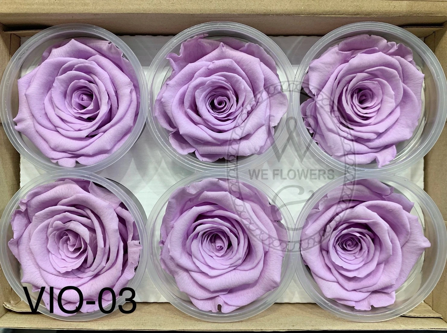 厄瓜多 RoseAmor XL 特大玫瑰