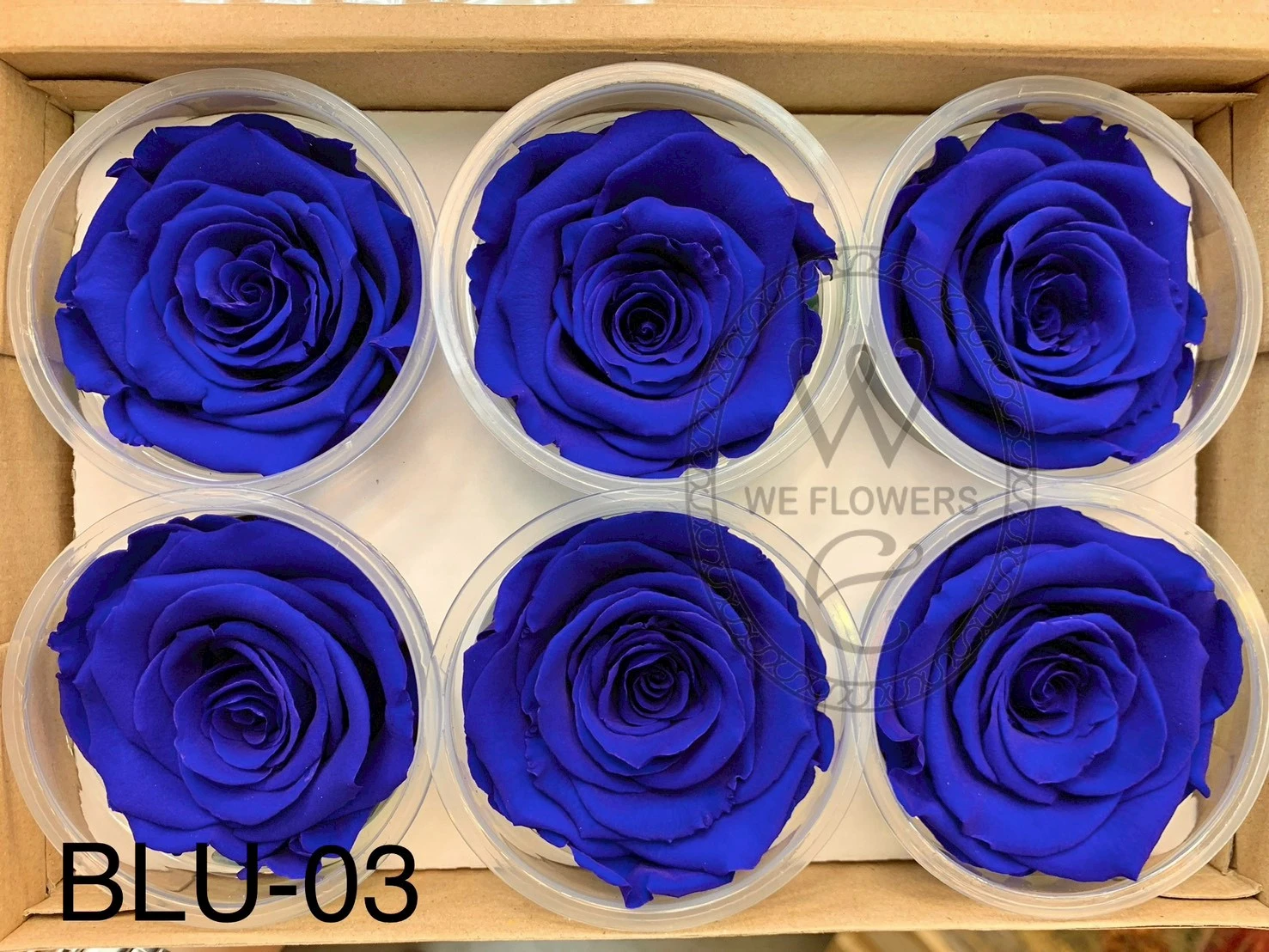 厄瓜多 RoseAmor XL 特大玫瑰