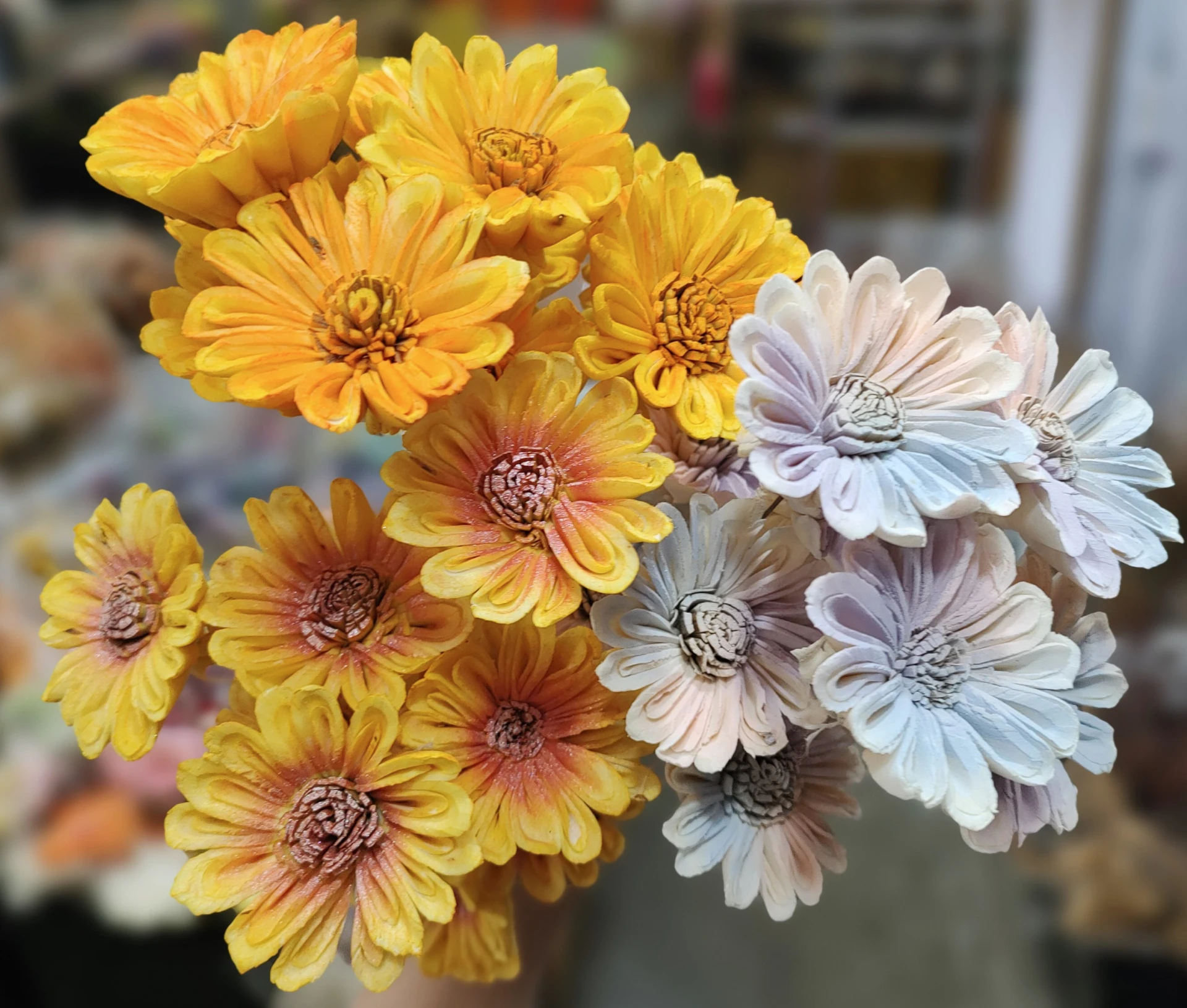索拉非洲菊 太陽花 5公分