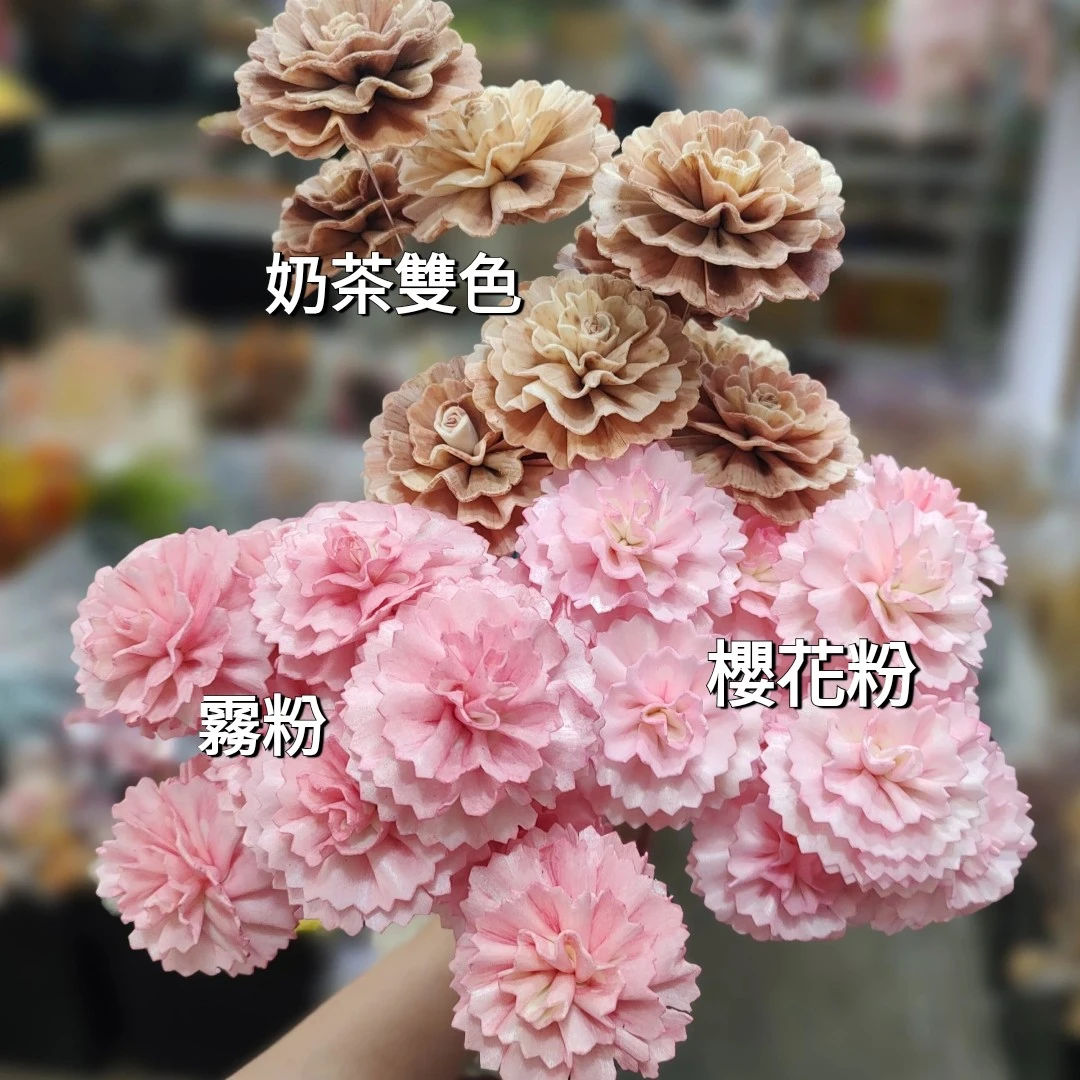 索拉康乃馨（泰國）