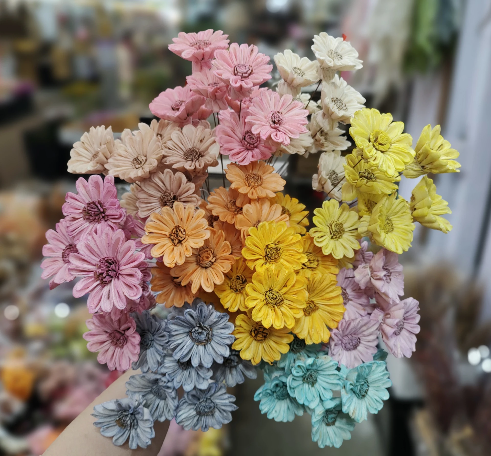 索拉非洲菊 太陽花 5公分