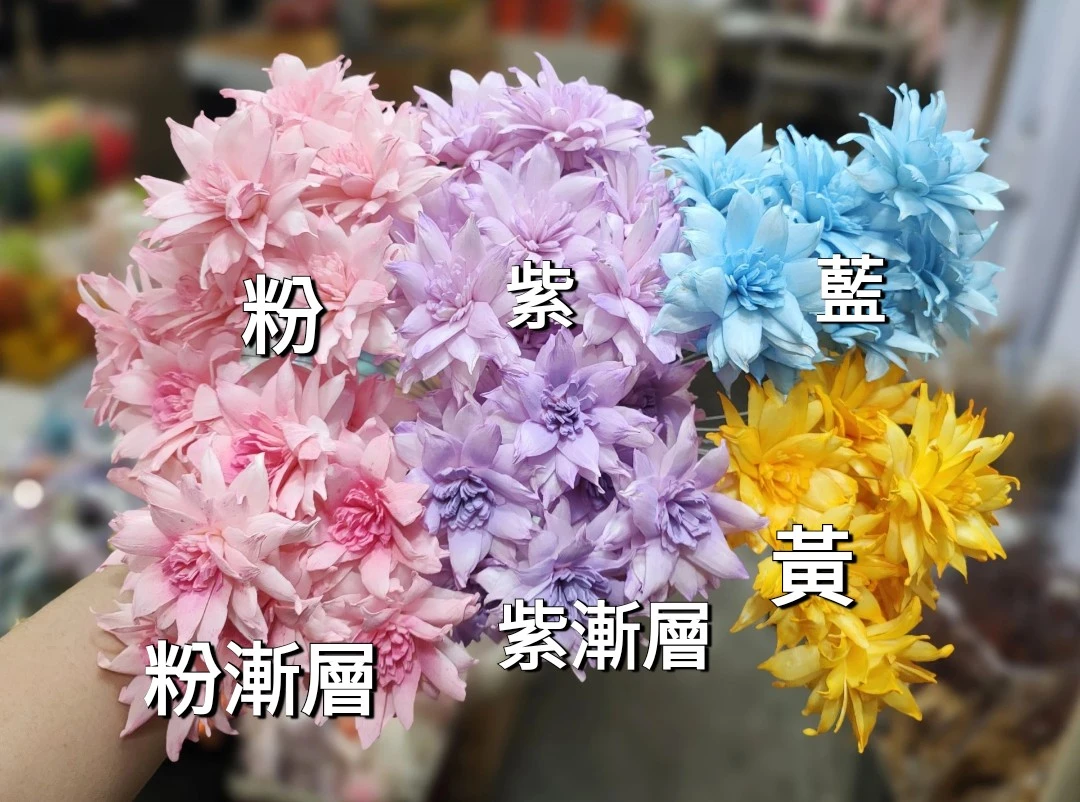 索拉重瓣大理花 7公分