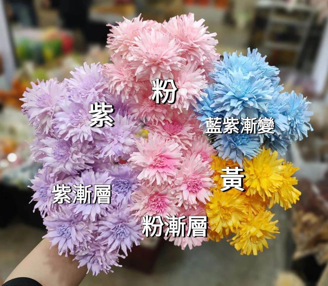 索拉重瓣煙火大理花 7公分