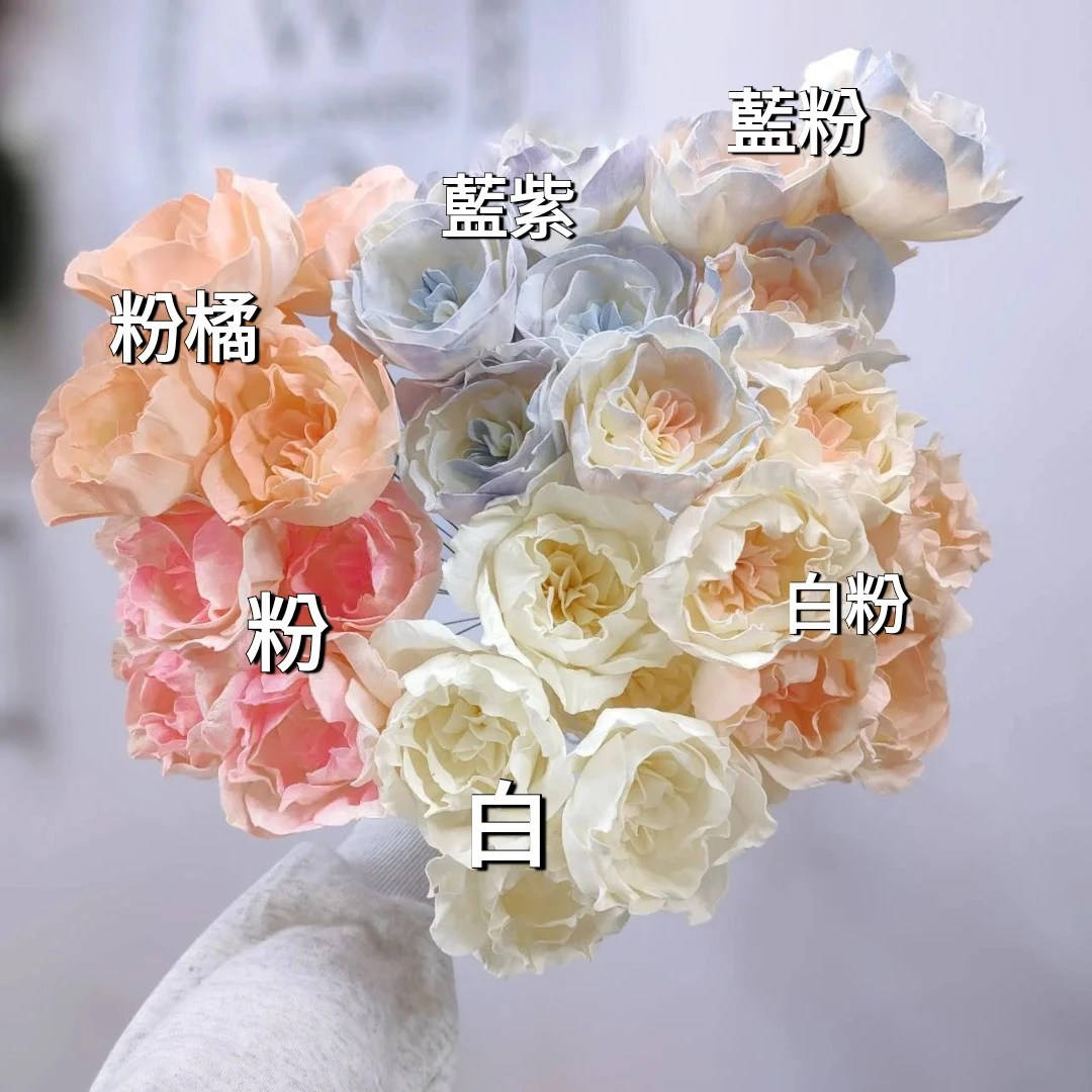索拉法國庭園玫瑰 8公分