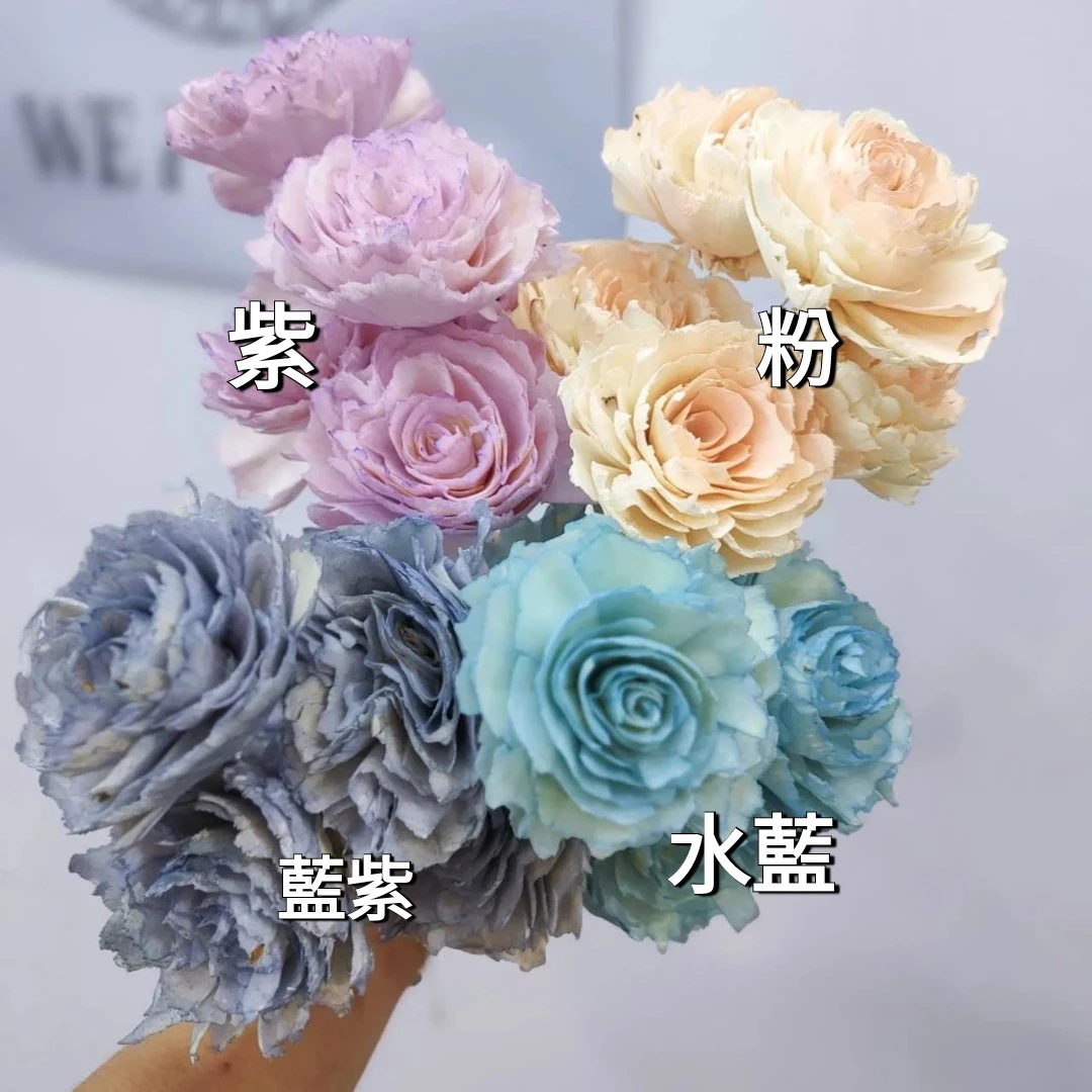 索拉波斯玫瑰 8公分