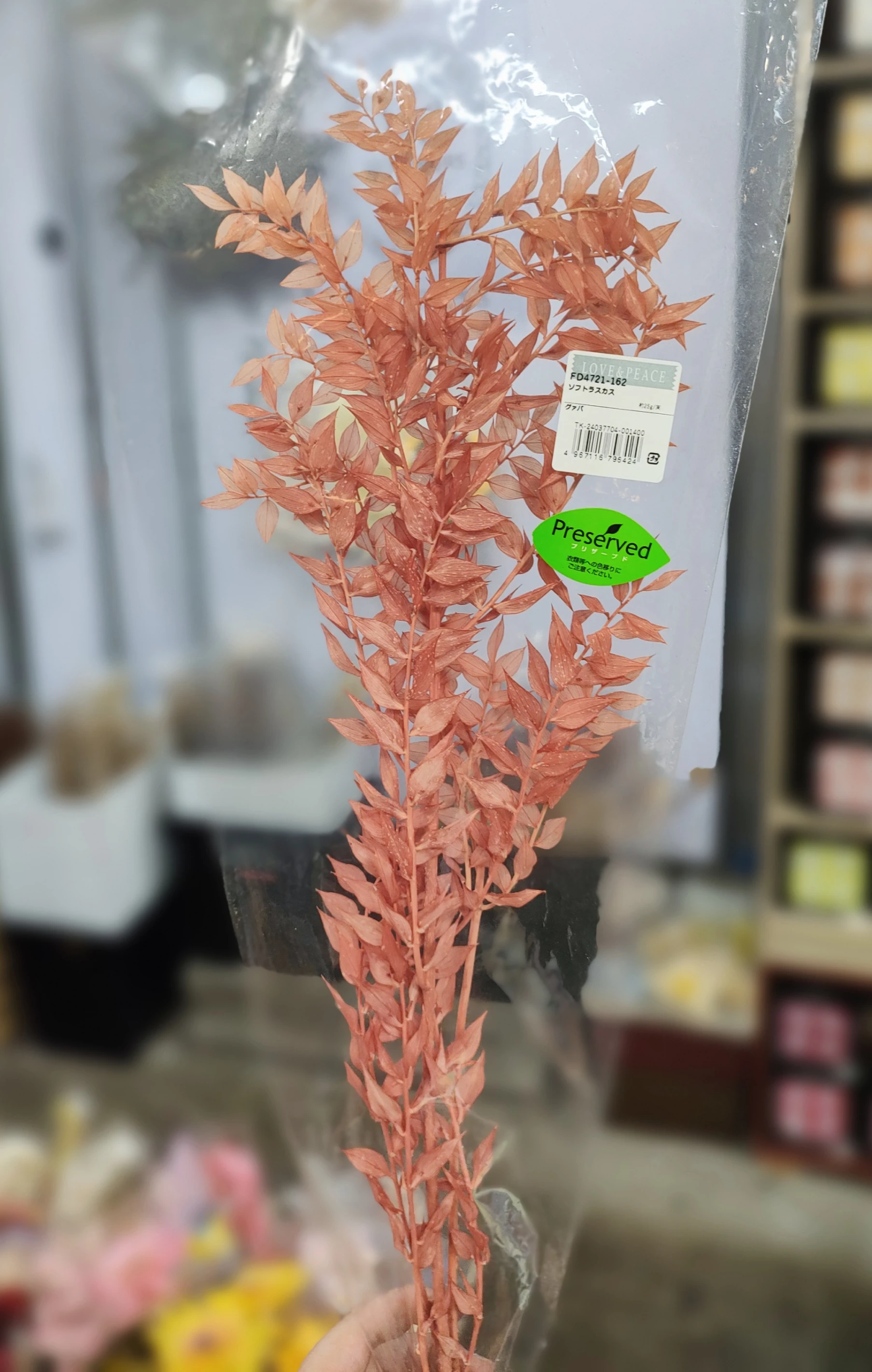 日本永生小樺木 小葉假葉樹 富貴葉 玫瑰粉