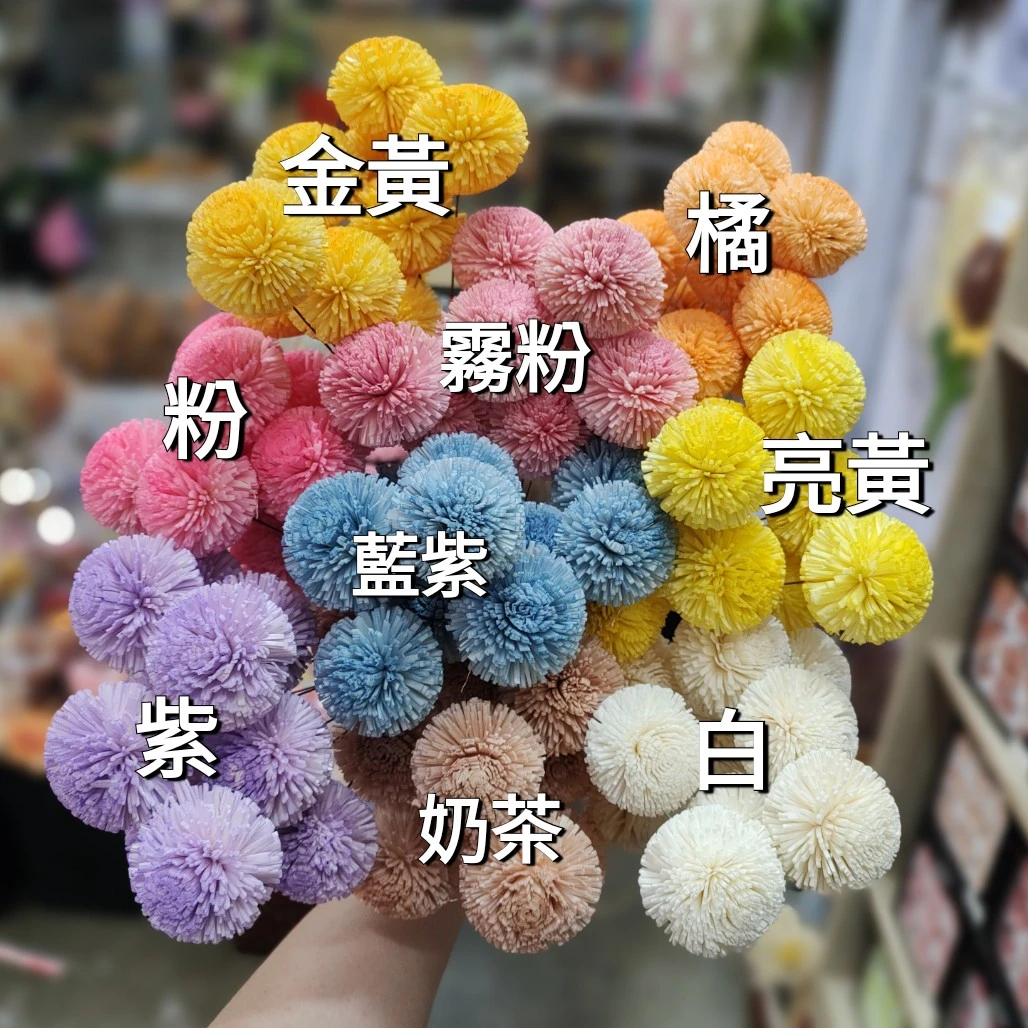 索拉乒乓菊 5公分