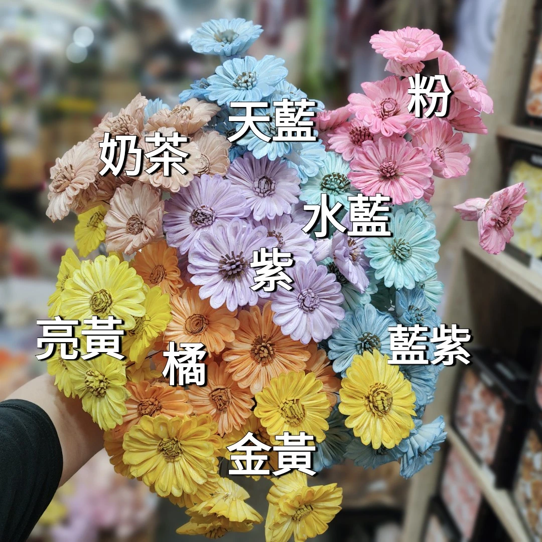 索拉非洲菊 太陽花 大朵