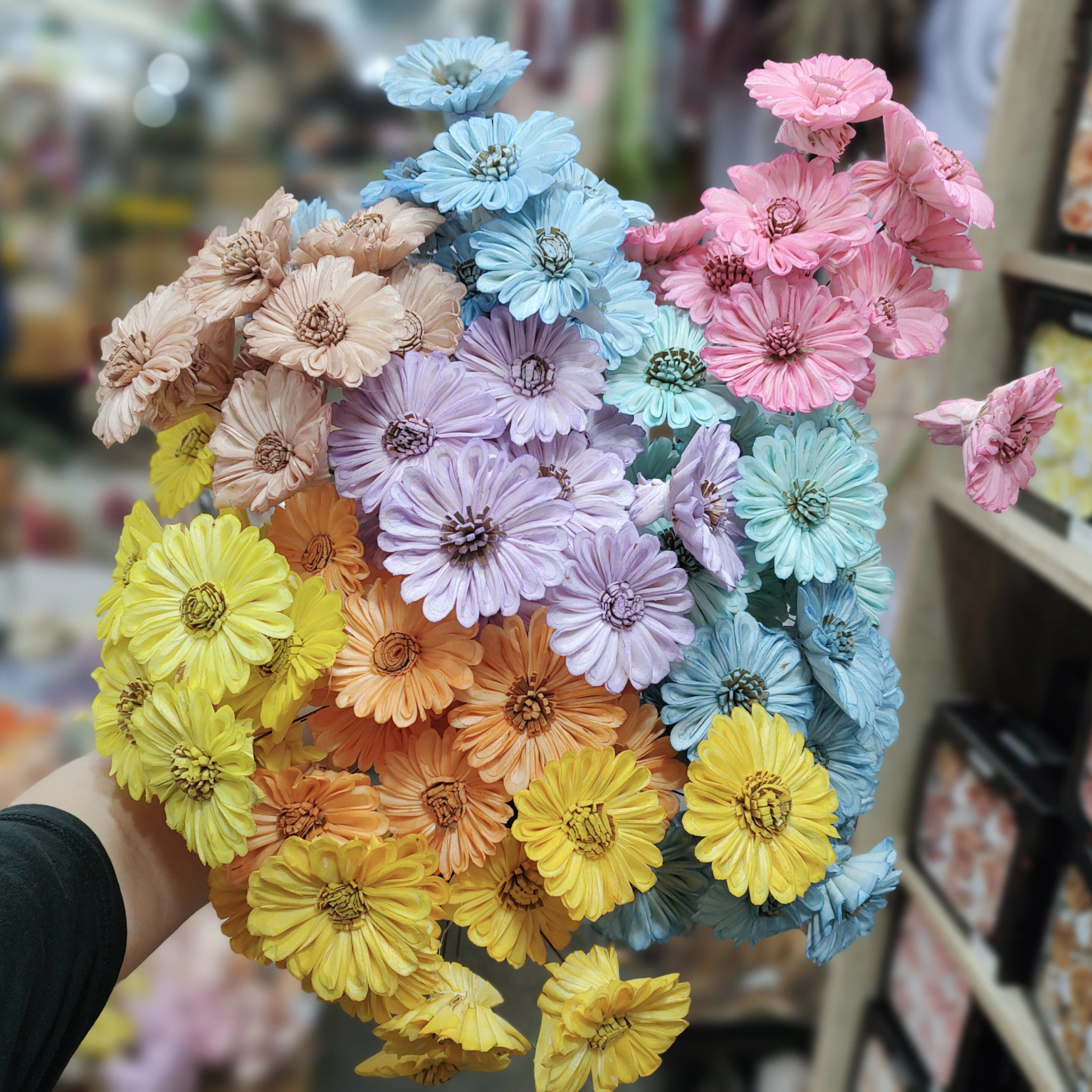 索拉非洲菊 太陽花 大朵