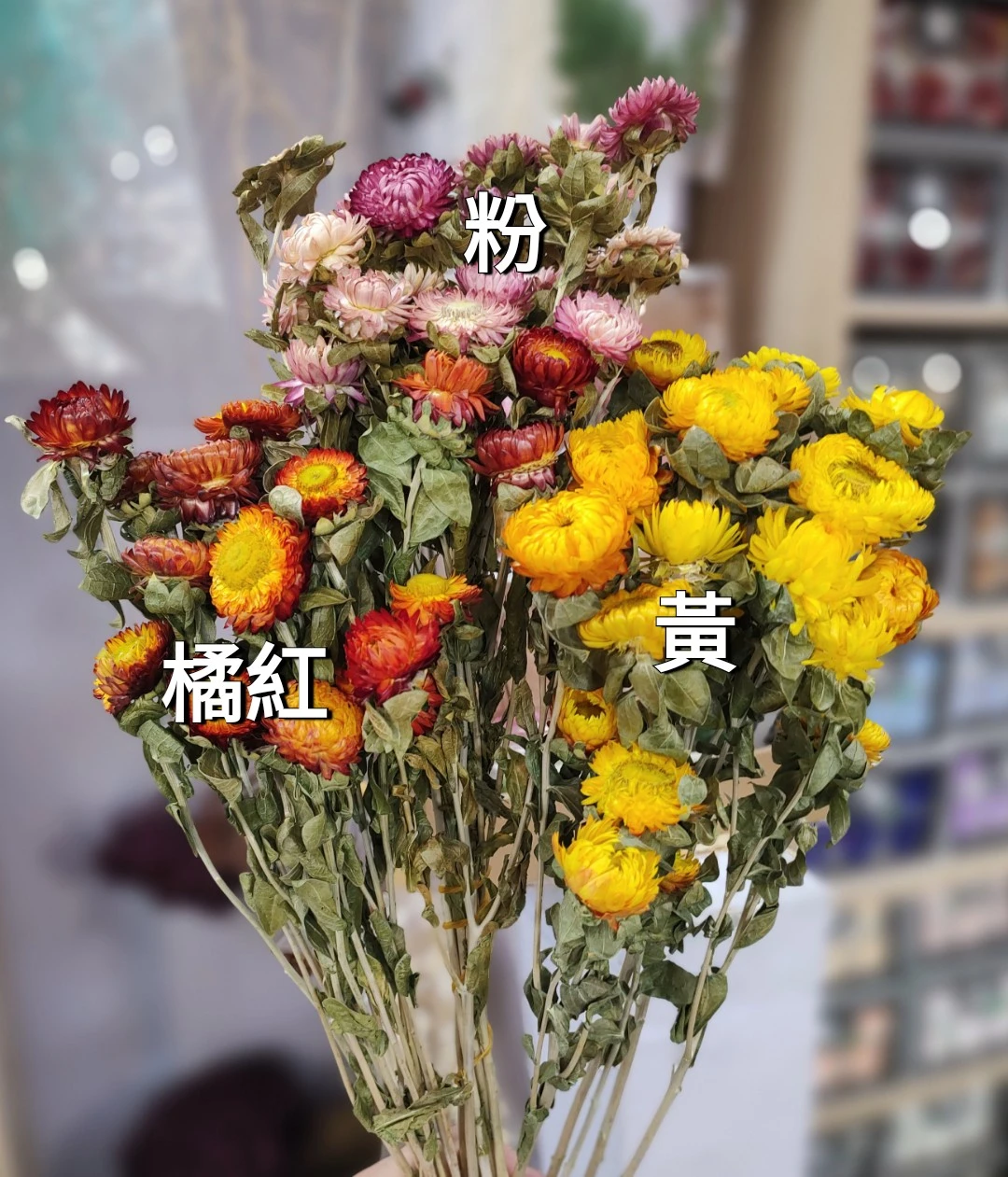 乾燥麥桿菊