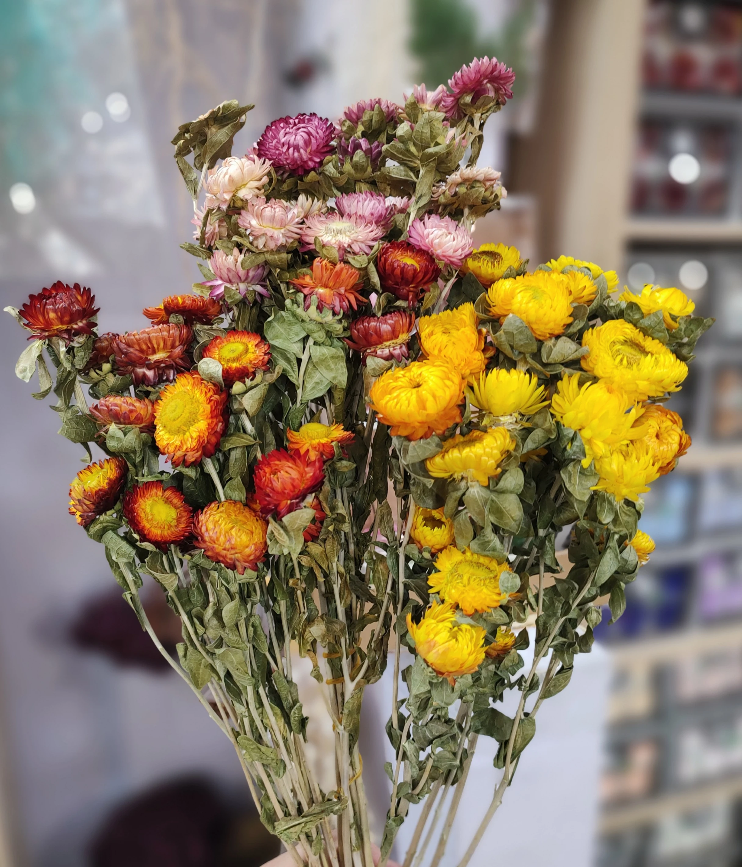 乾燥麥桿菊