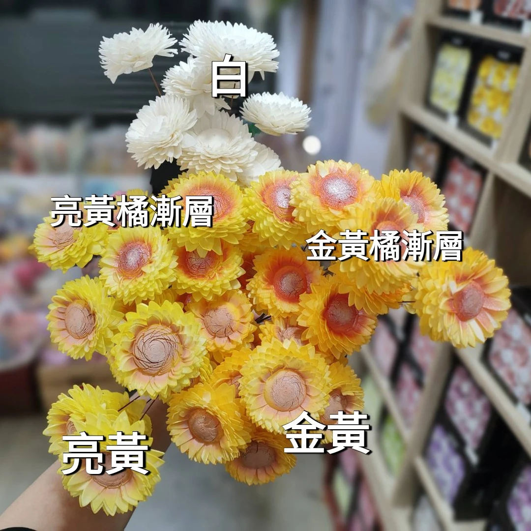 索拉暖陽向日葵（泰國）