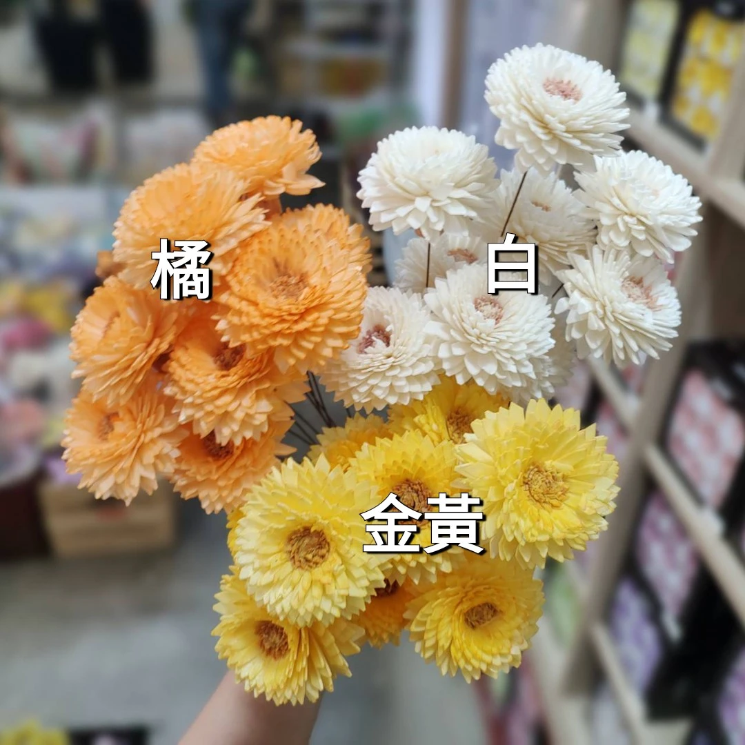 索拉雙色尖葉菊