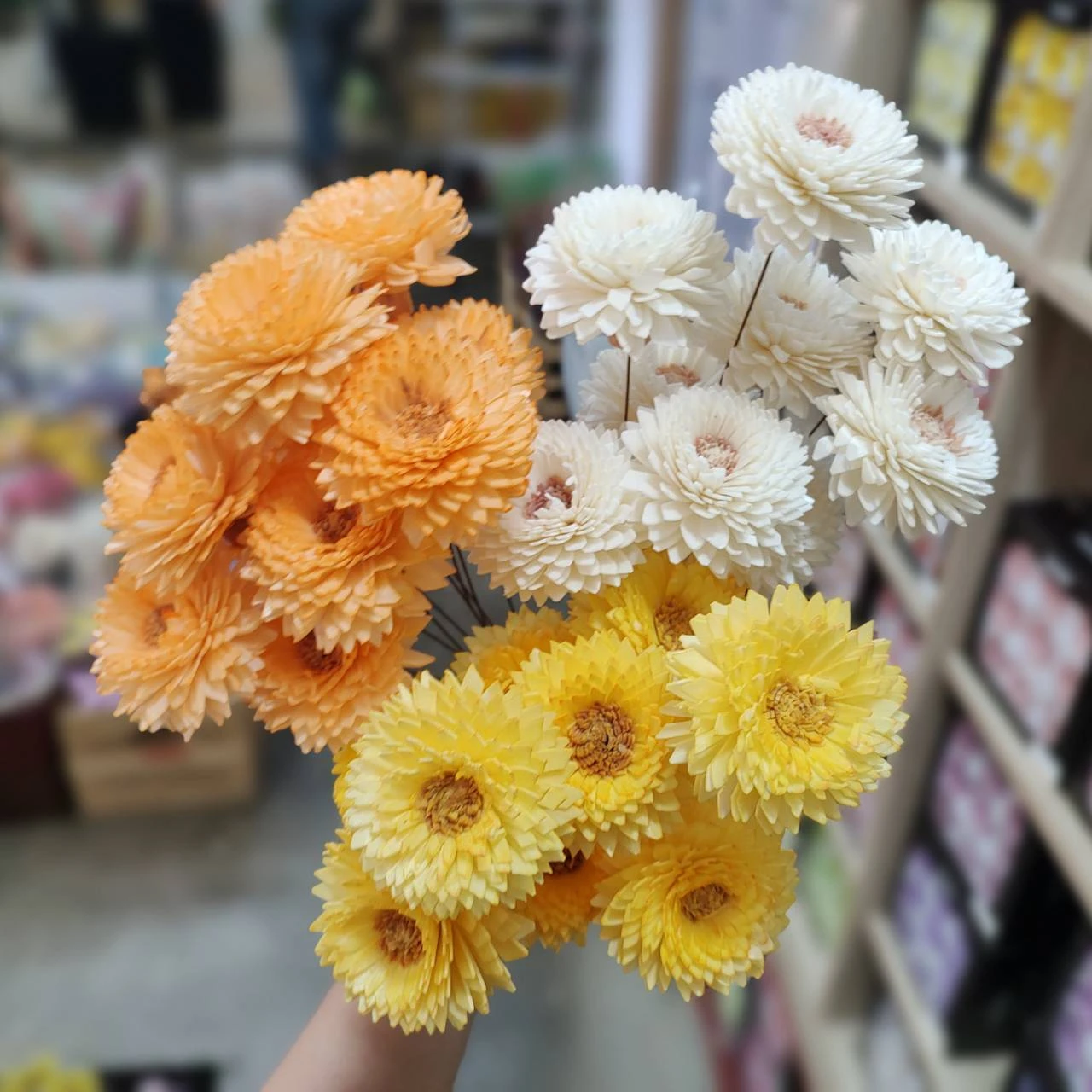 索拉雙色尖葉菊