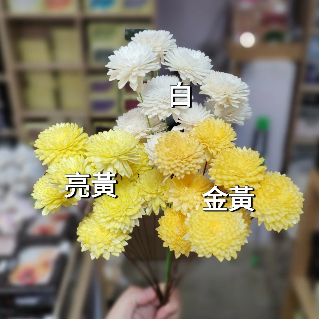 索拉小菊