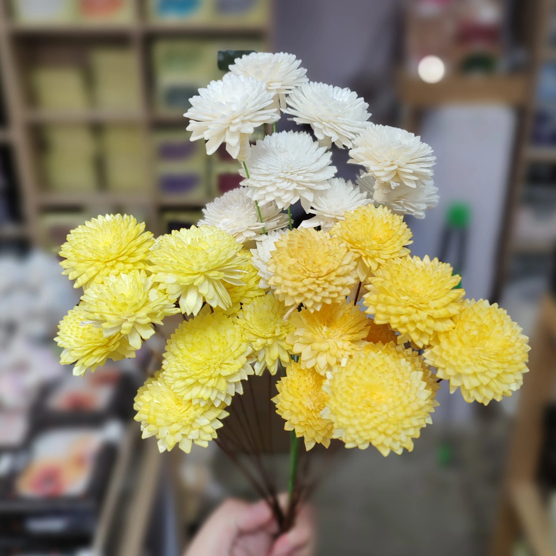 索拉小菊