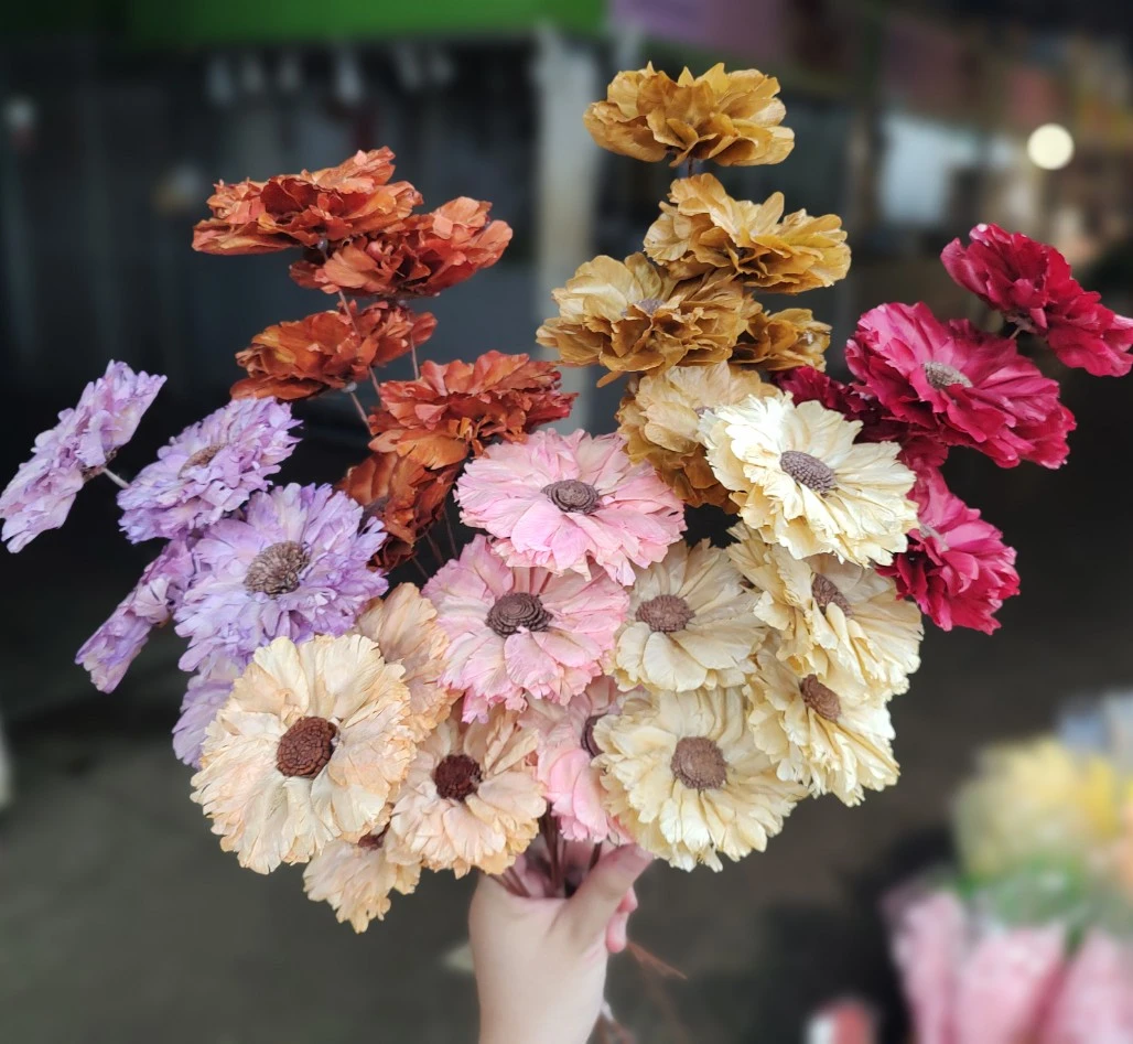羽葉太陽花