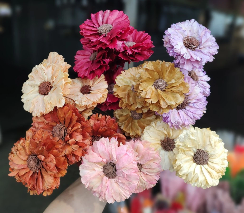 羽葉太陽花