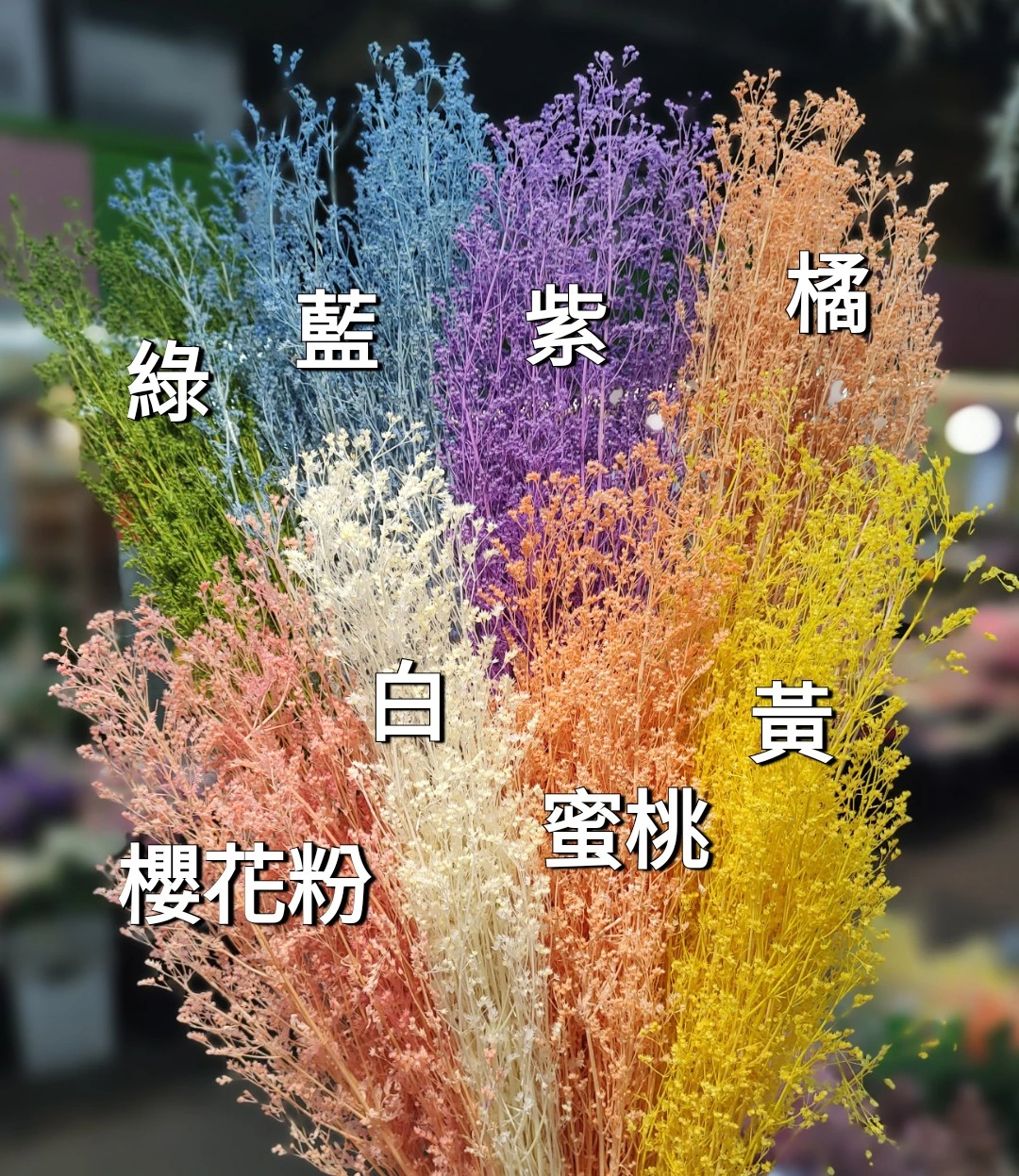 永生藍星草