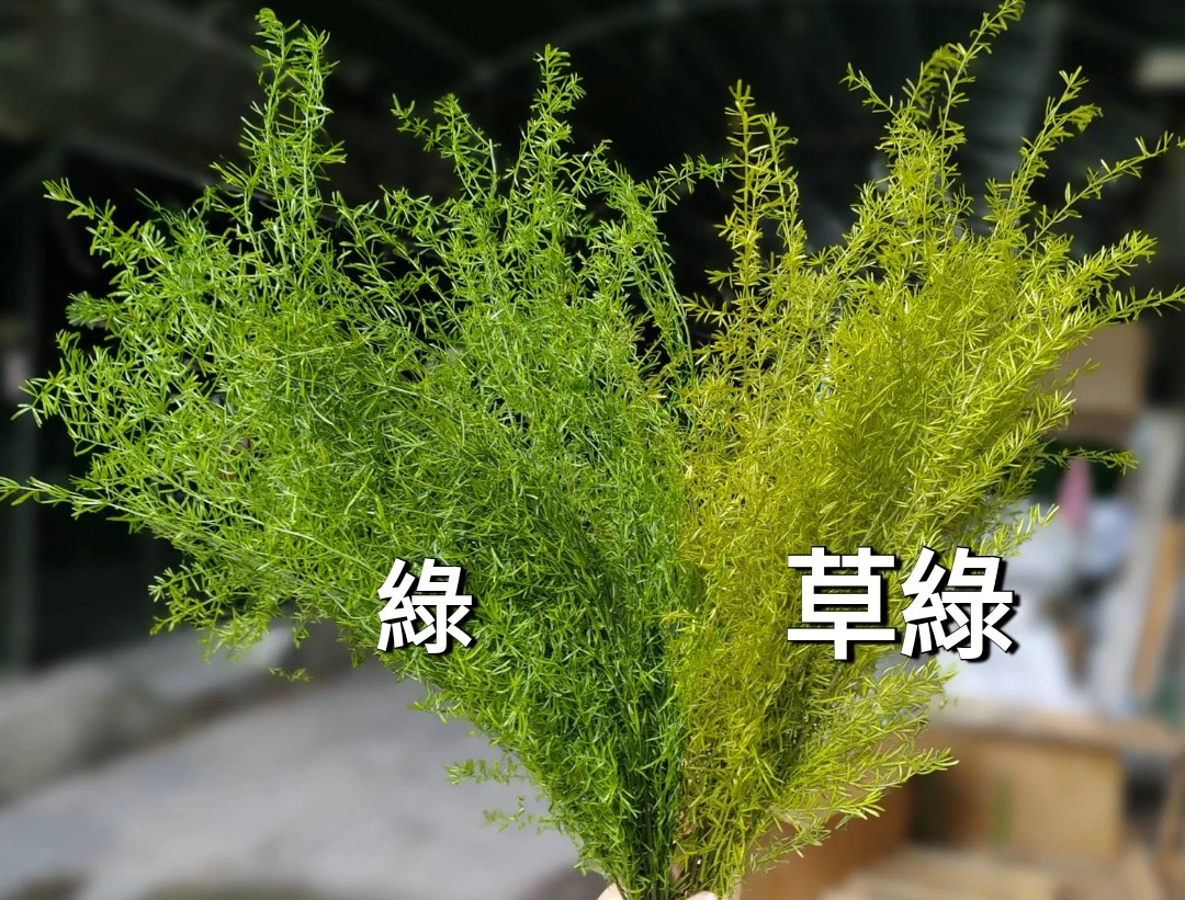 永生天門冬